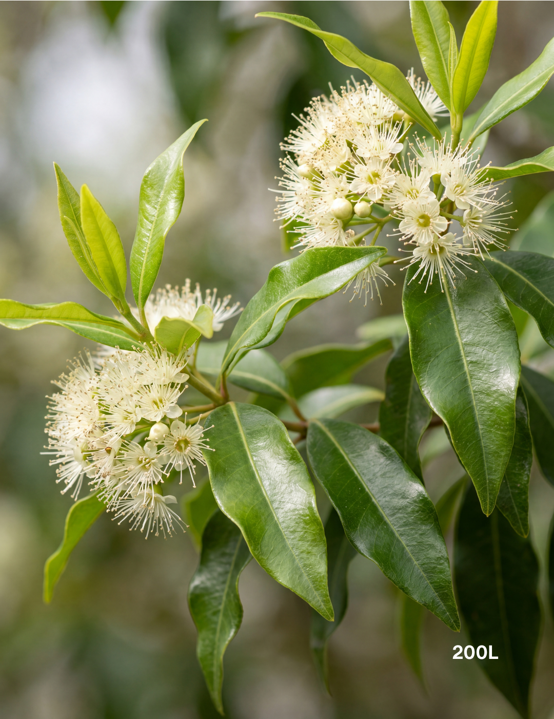 Backhousia citriodora Lemon Myrtle