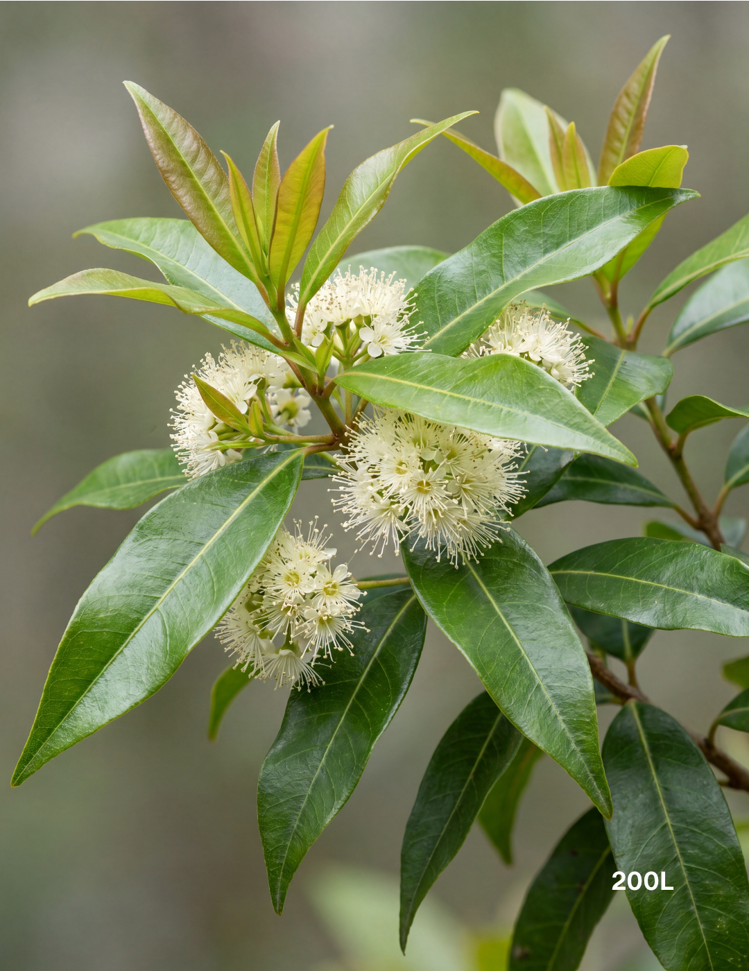 Backhousia citriodora Lemon Myrtle