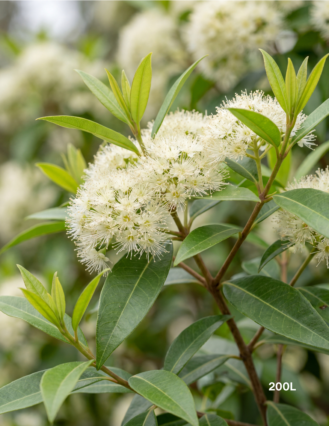 Backhousia citriodora Lemon Myrtle