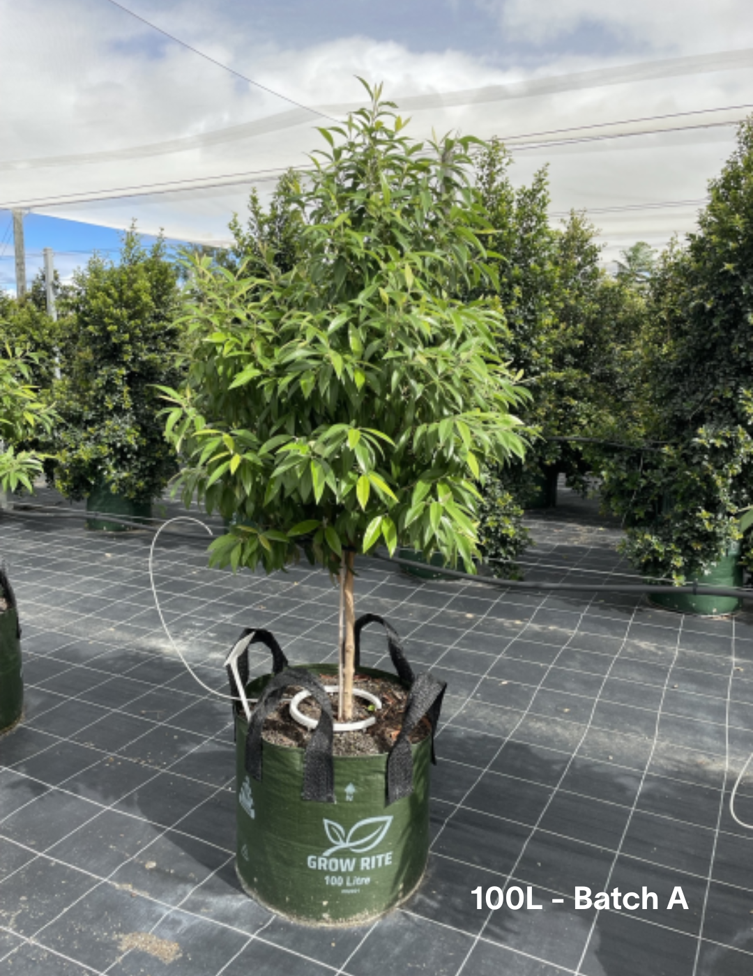 Backhousia citriodora - Lemon Myrtle - Evergreen Trees Direct