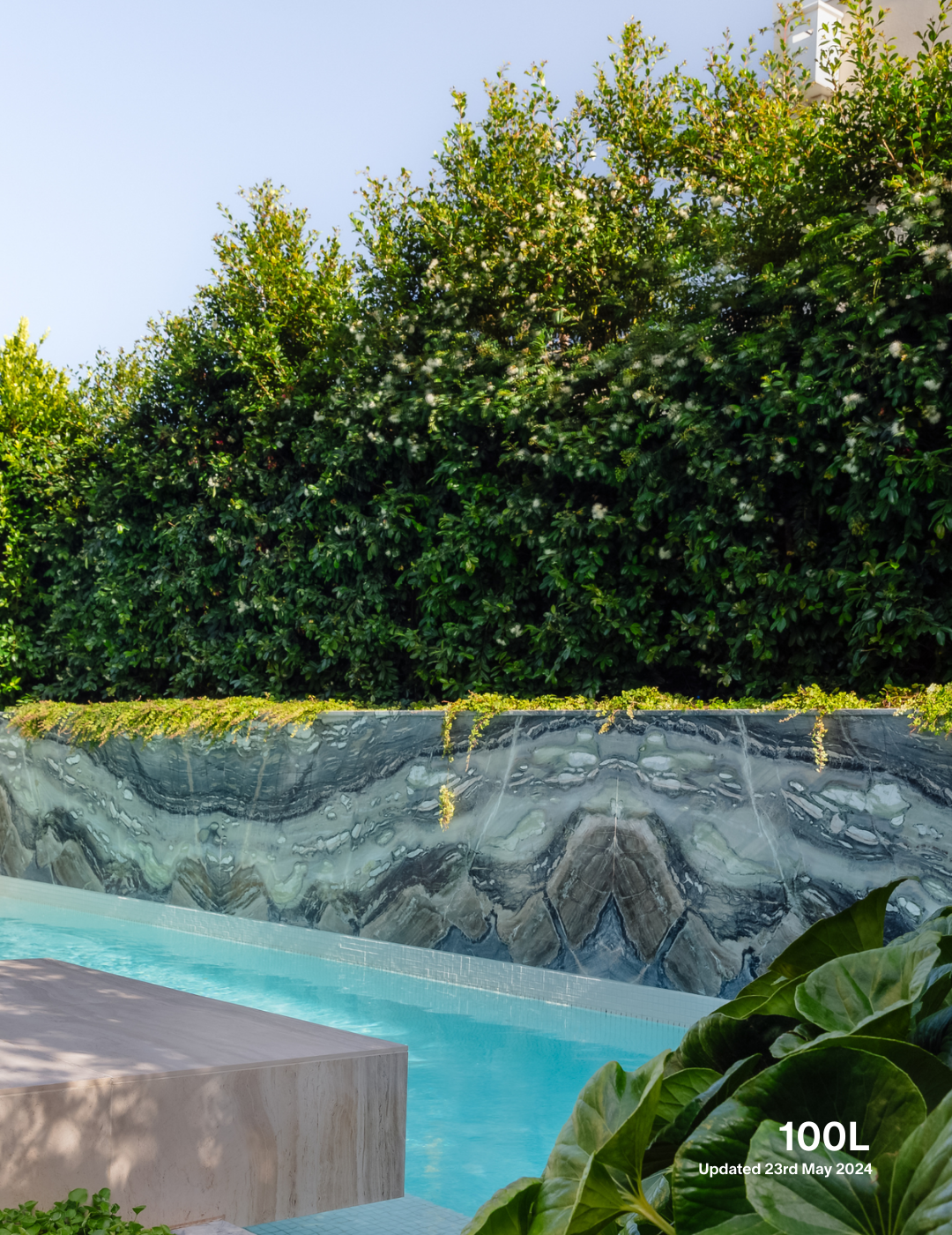 Syzygium paniculatum 'Backyard Bliss' - Lilly Pilly - Evergreen Trees Direct