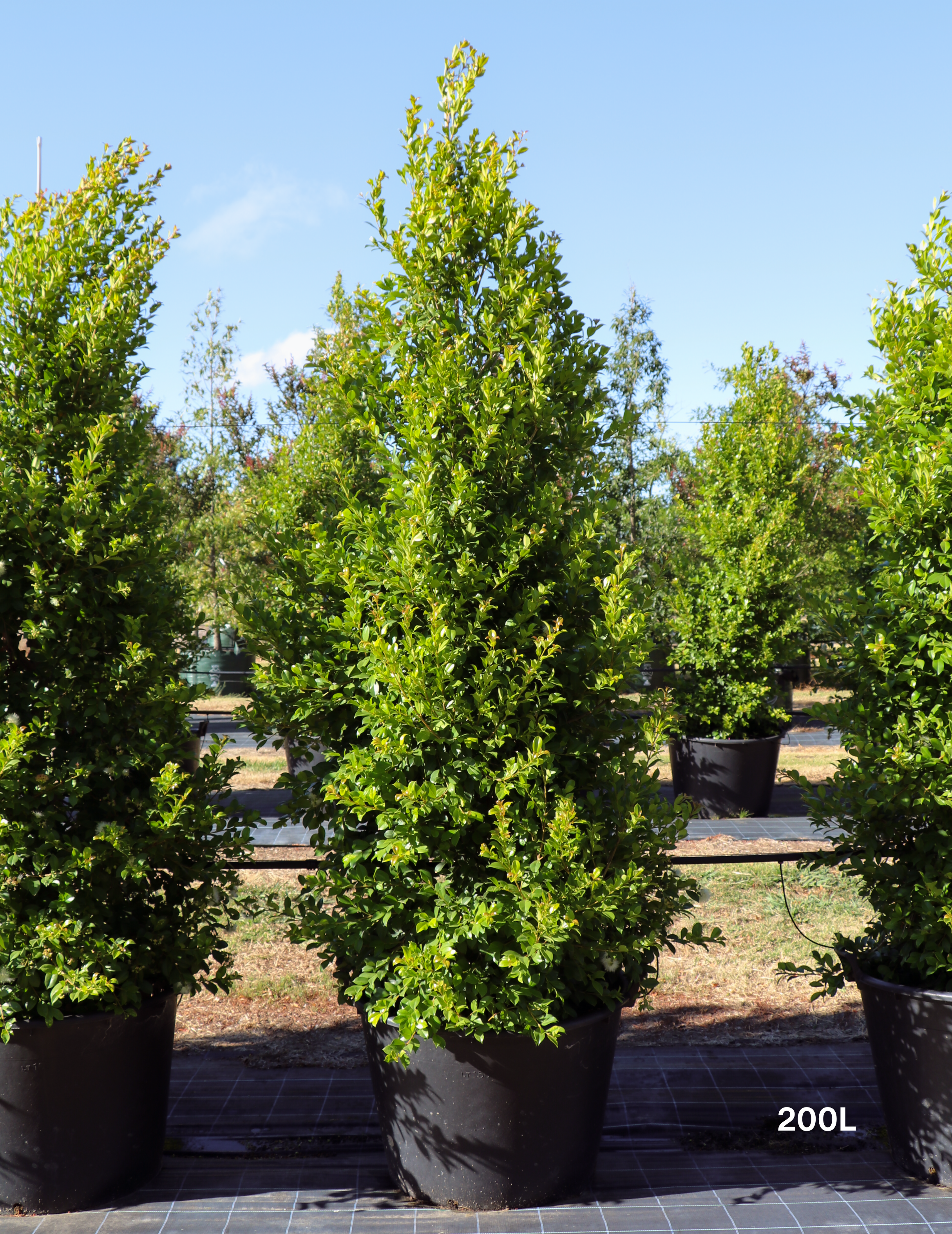 Syzygium paniculatum 'Backyard Bliss' - Lilly Pilly - Evergreen Trees Direct