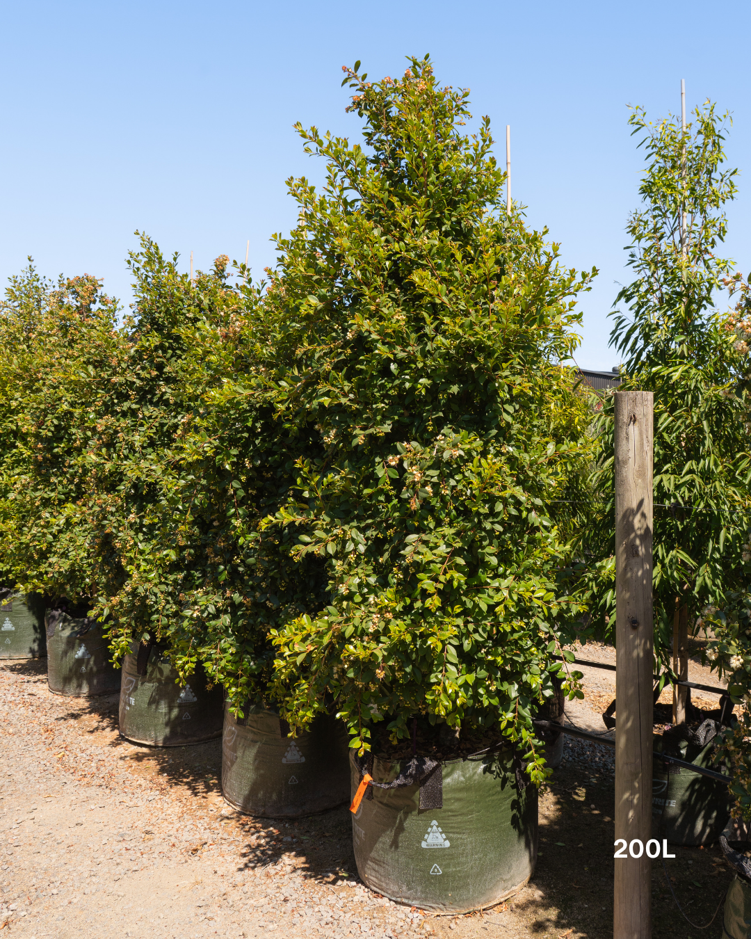 Syzygium paniculatum 'Backyard Bliss' Lilly Pilly