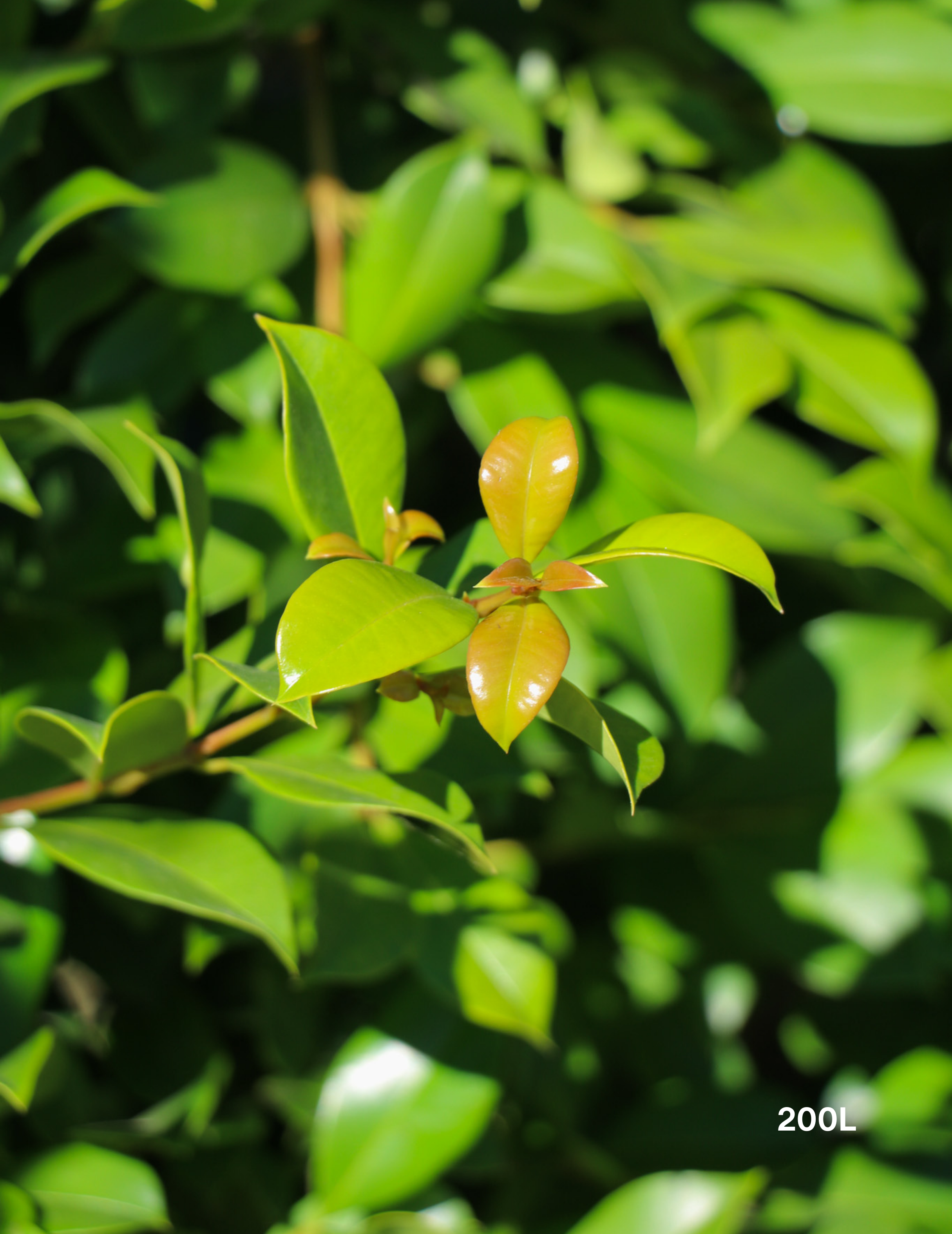 Syzygium paniculatum 'Backyard Bliss' - Lilly Pilly - Evergreen Trees Direct