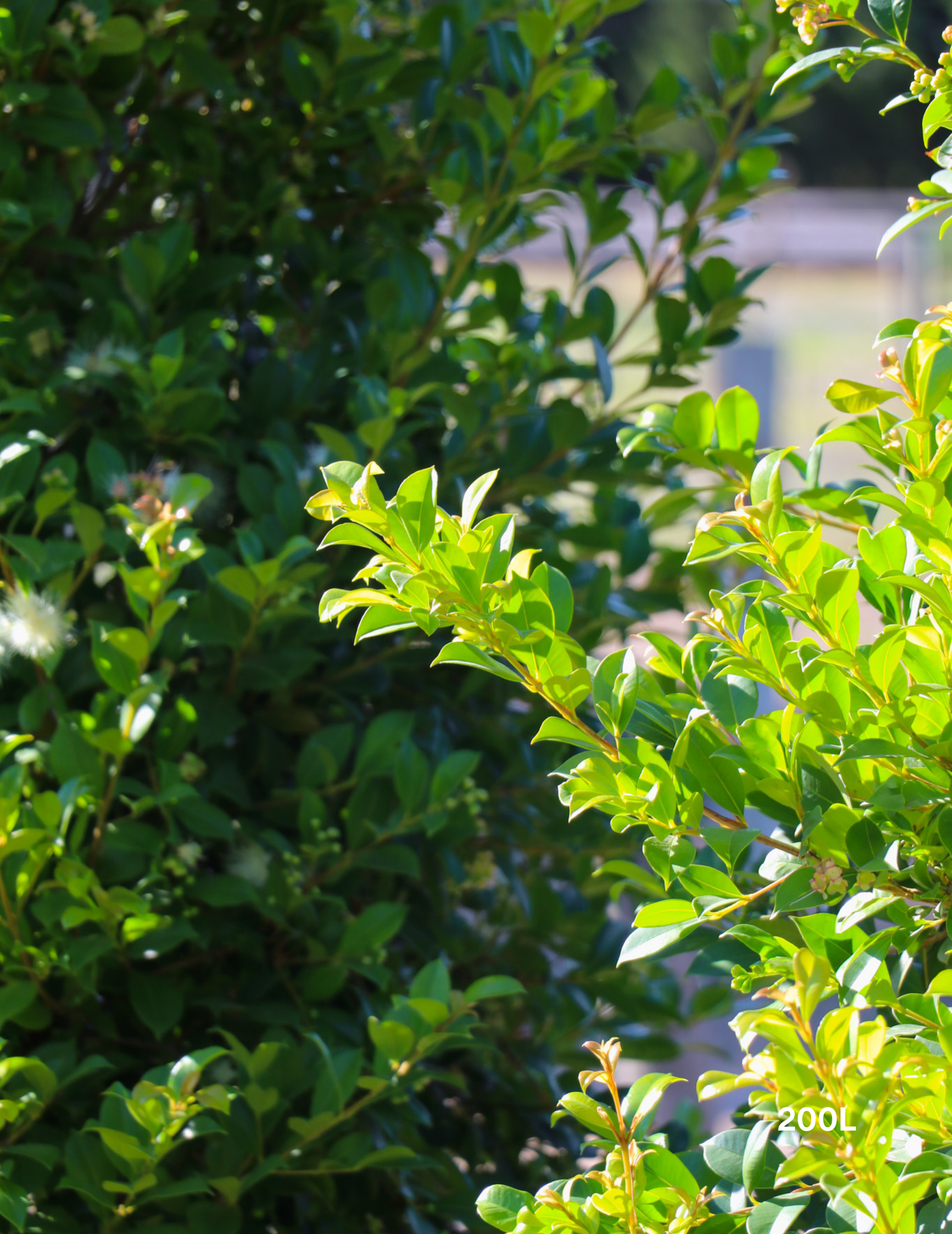 Syzygium paniculatum 'Backyard Bliss' - Lilly Pilly - Evergreen Trees Direct