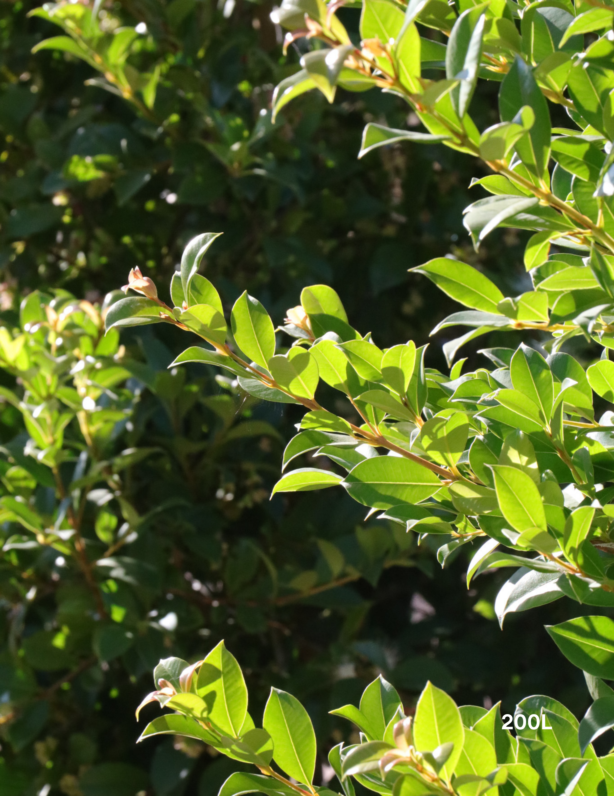 Syzygium paniculatum 'Backyard Bliss' - Lilly Pilly - Evergreen Trees Direct