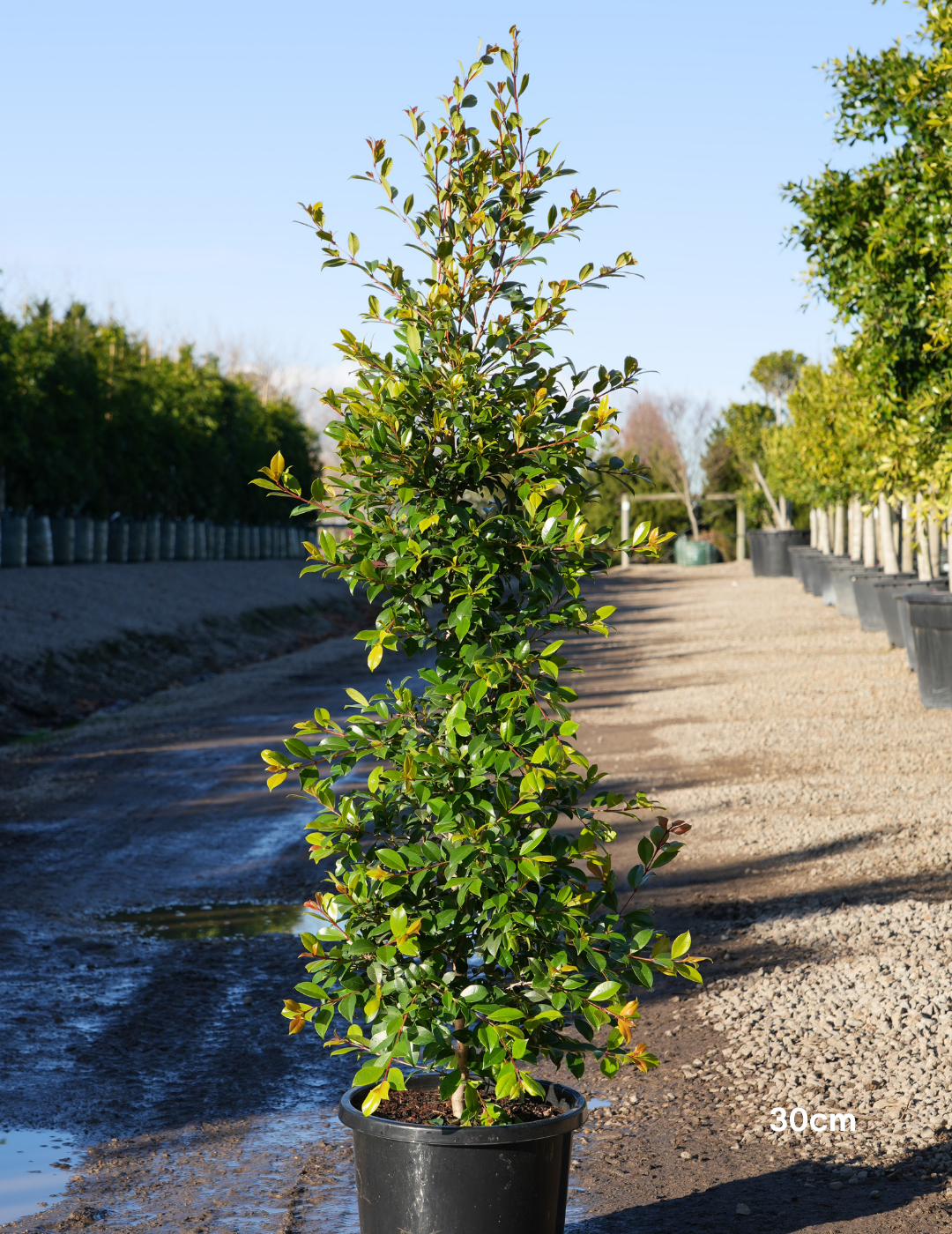 Syzygium paniculatum 'Backyard Bliss' - Lilly Pilly
