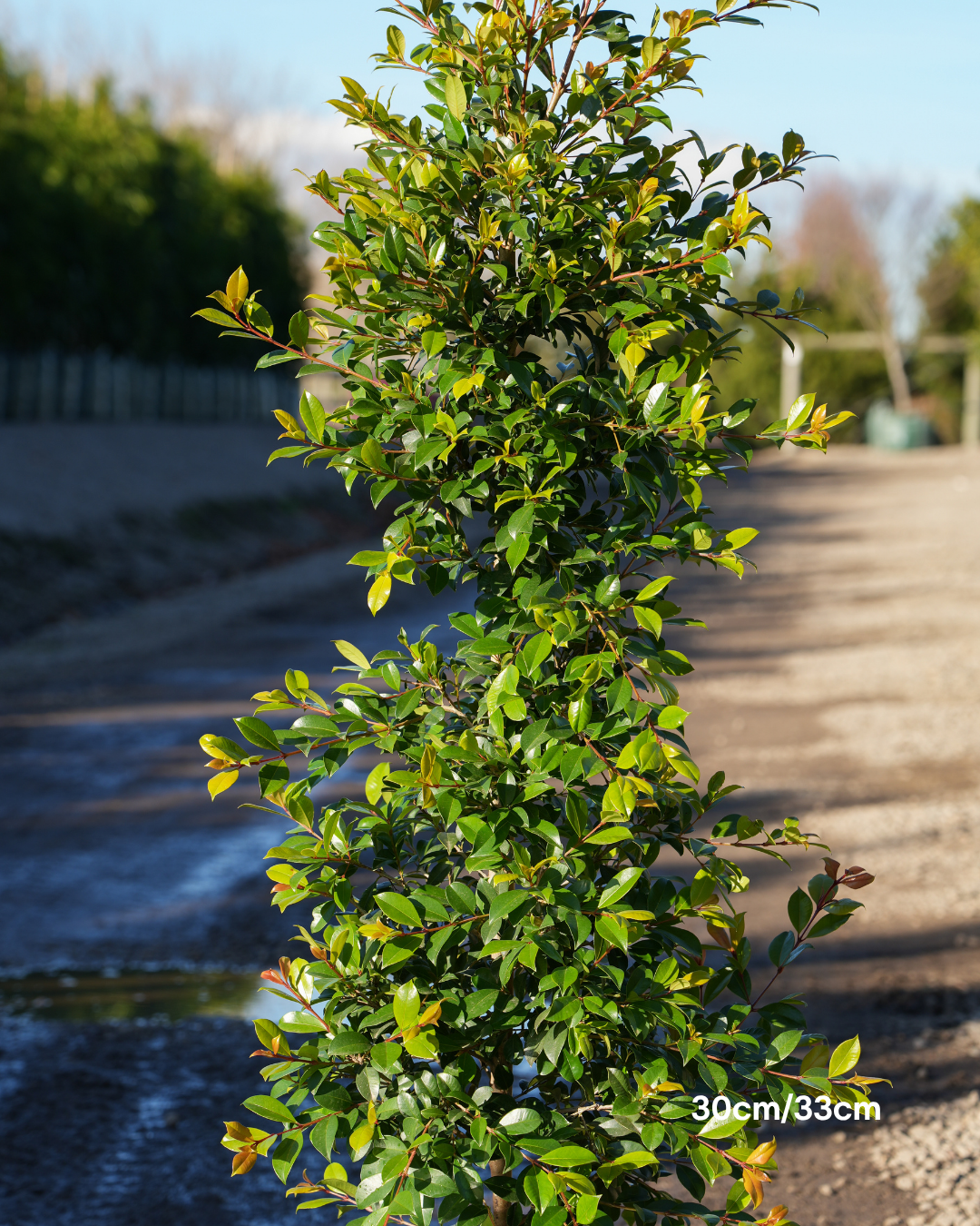 Syzygium paniculatum 'Backyard Bliss' Lilly Pilly