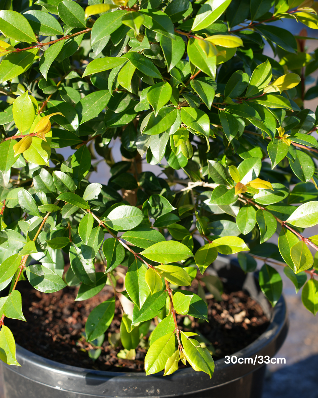 Syzygium paniculatum 'Backyard Bliss' Lilly Pilly