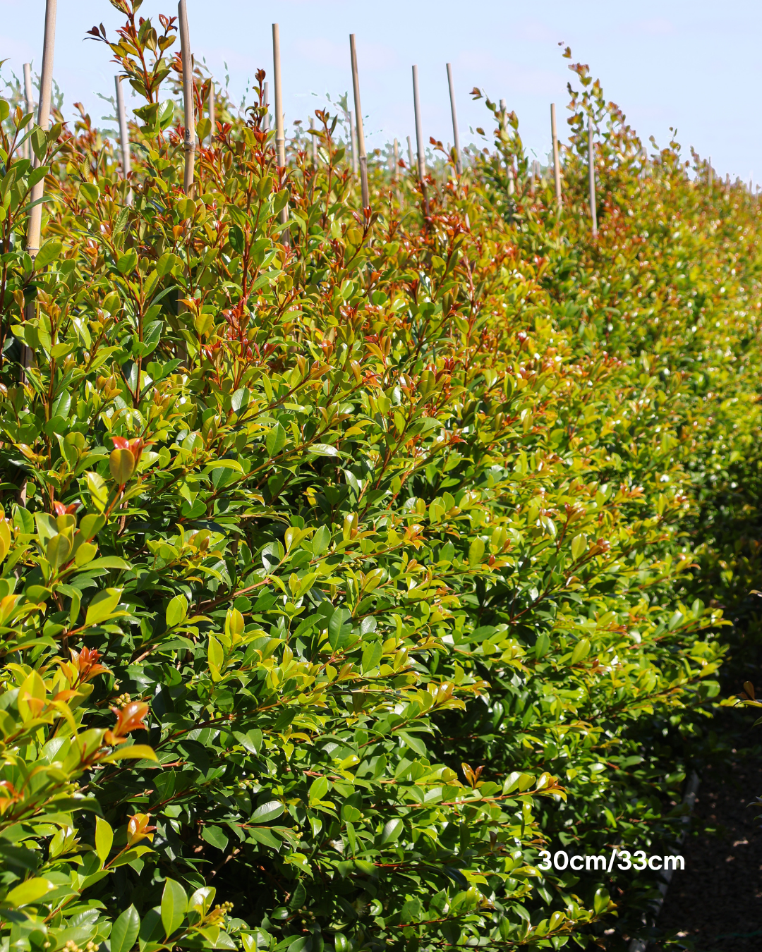 Syzygium paniculatum 'Backyard Bliss' Lilly Pilly