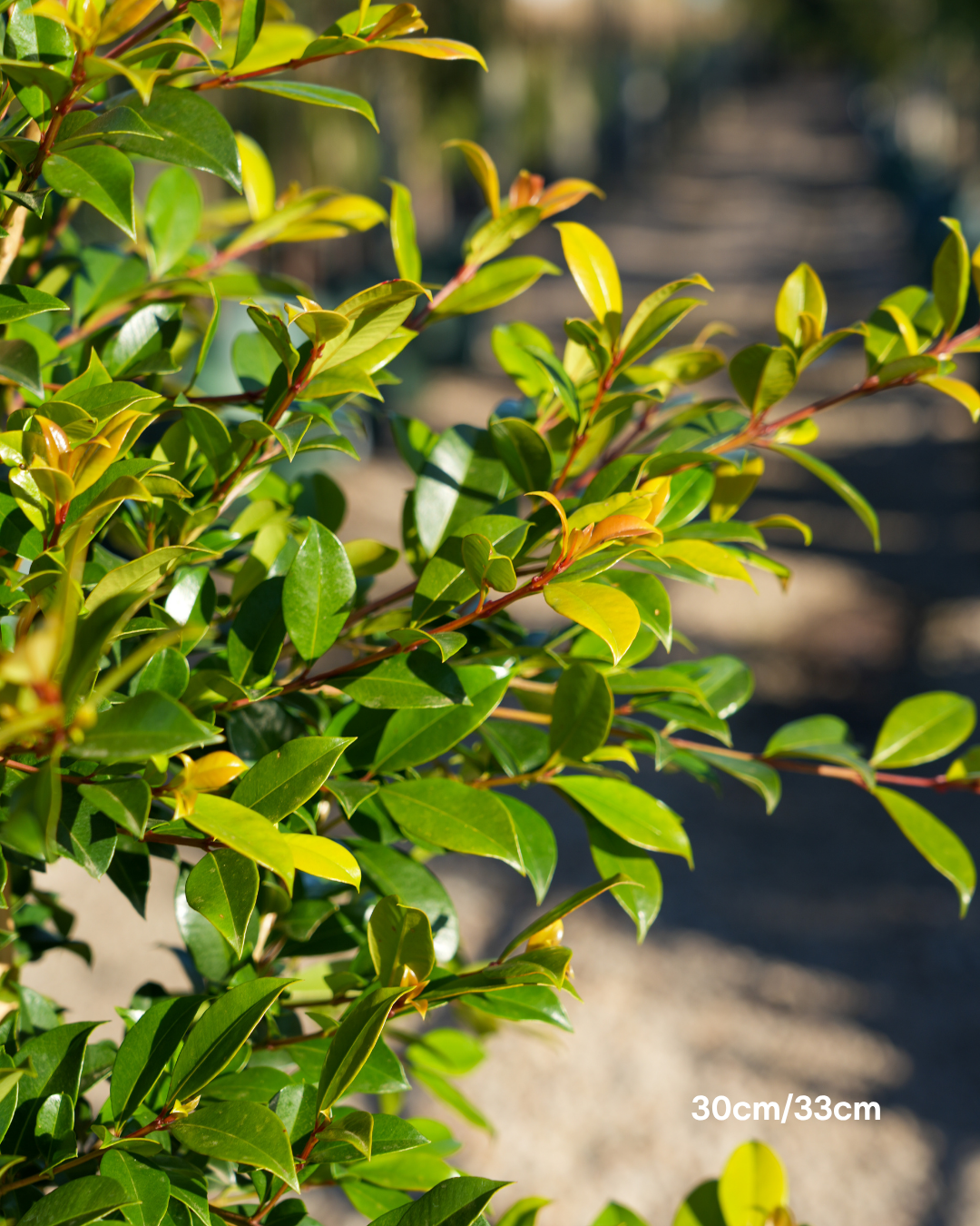 Syzygium paniculatum 'Backyard Bliss' Lilly Pilly