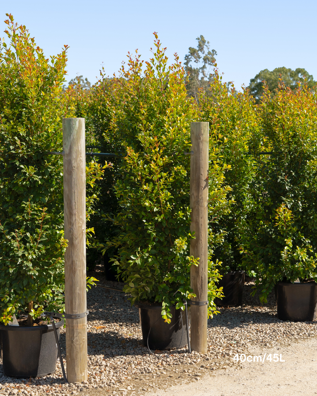 Syzygium paniculatum 'Backyard Bliss' Lilly Pilly