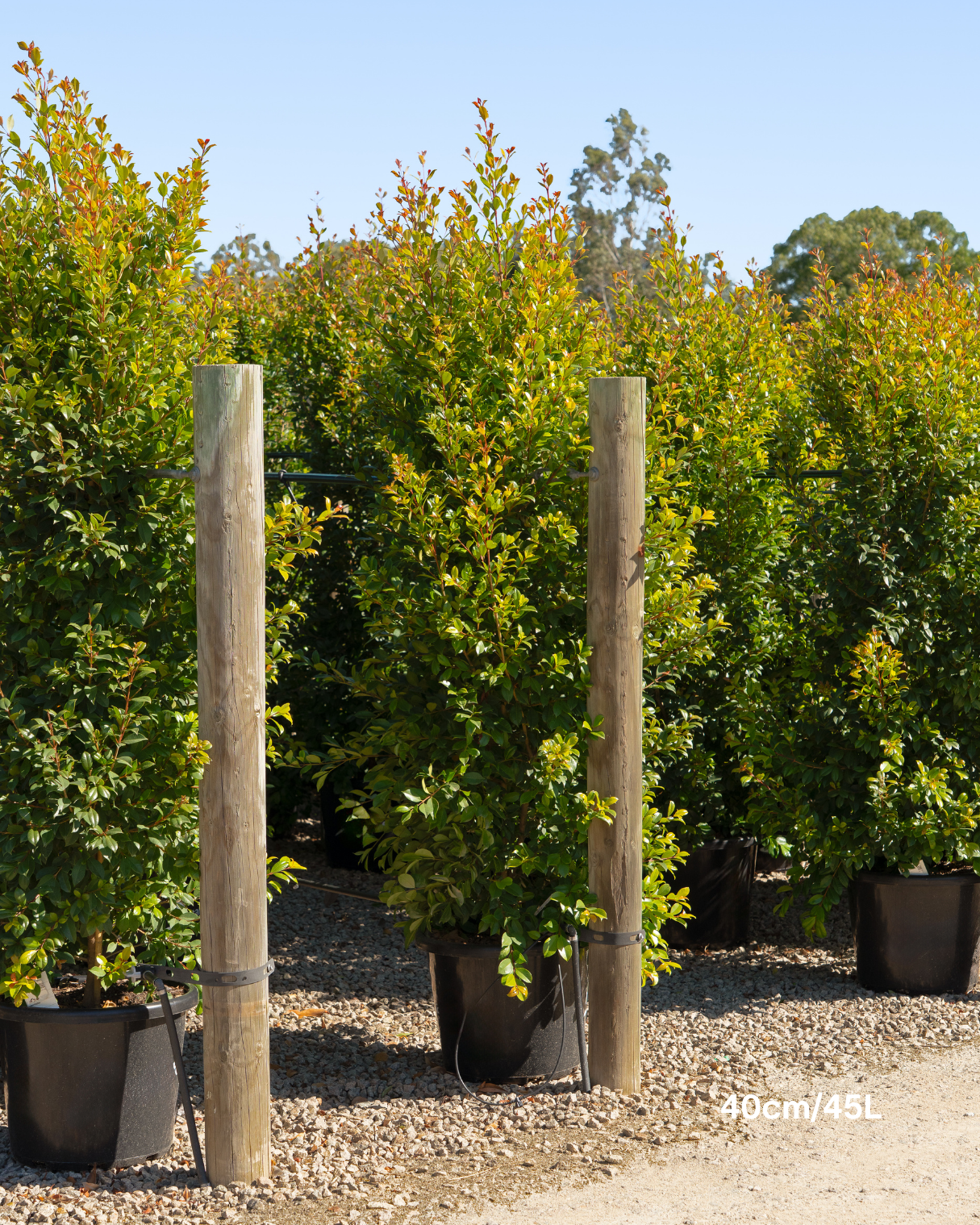 Syzygium paniculatum 'Backyard Bliss' Lilly Pilly