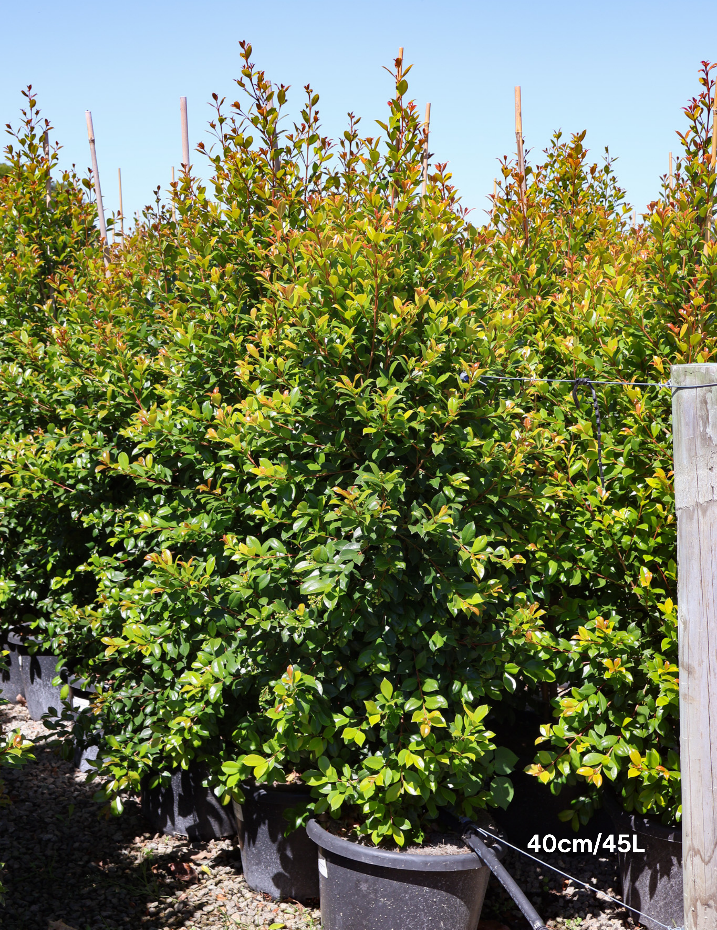 Syzygium paniculatum 'Backyard Bliss' - Lilly Pilly - Evergreen Trees Direct