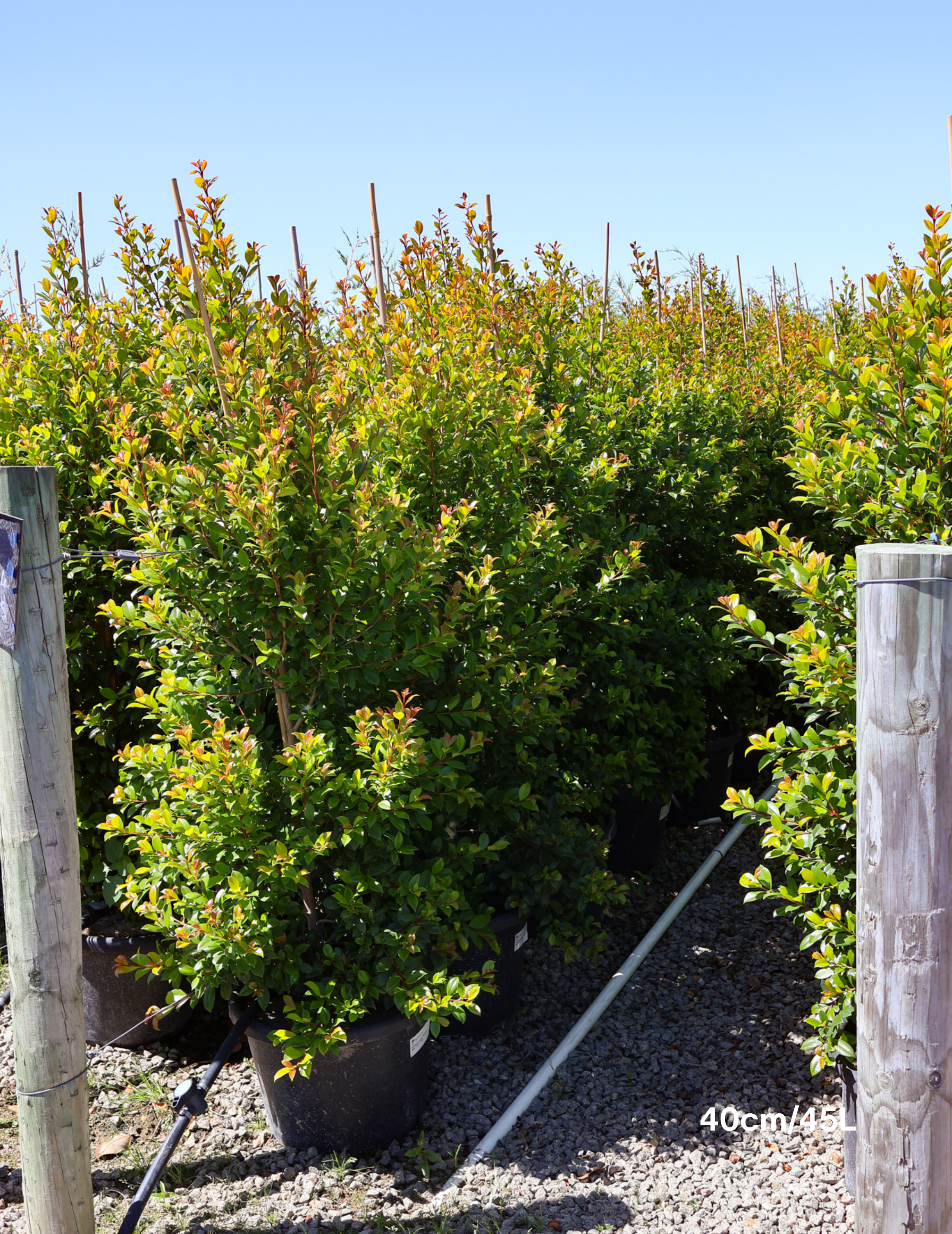 Syzygium paniculatum 'Backyard Bliss' - Lilly Pilly - Evergreen Trees Direct