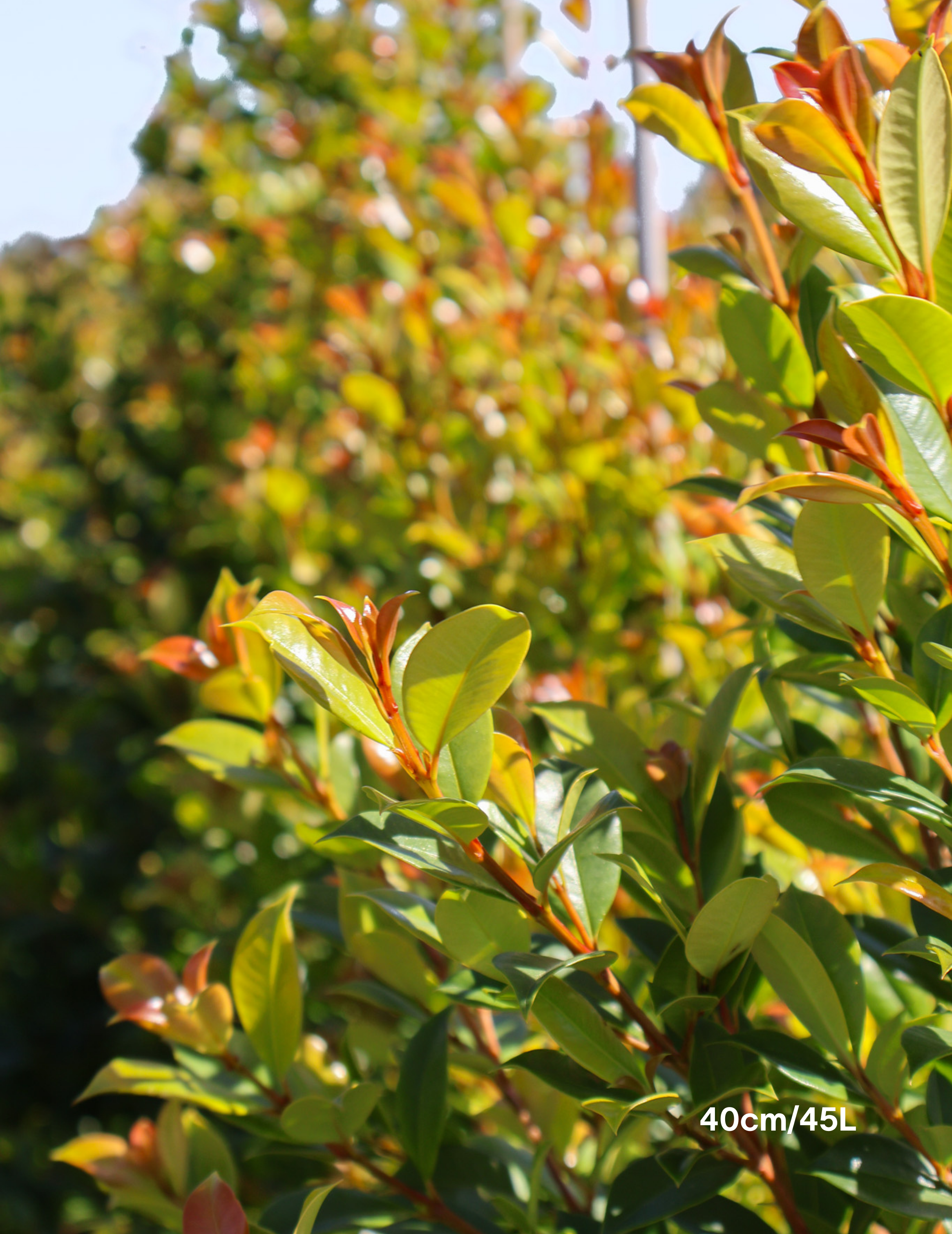 Syzygium paniculatum 'Backyard Bliss' - Lilly Pilly - Evergreen Trees Direct