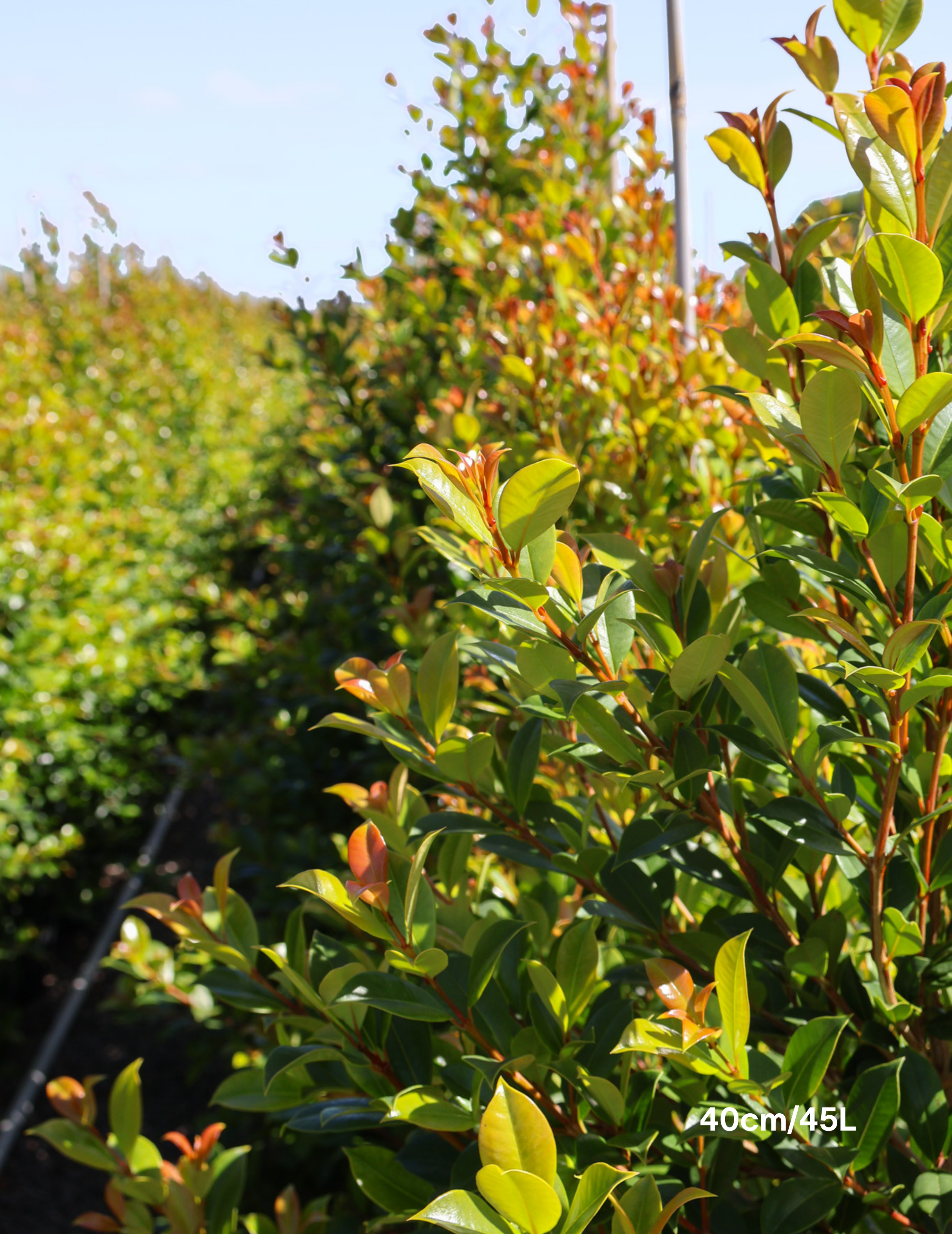 Syzygium paniculatum 'Backyard Bliss' - Lilly Pilly - Evergreen Trees Direct