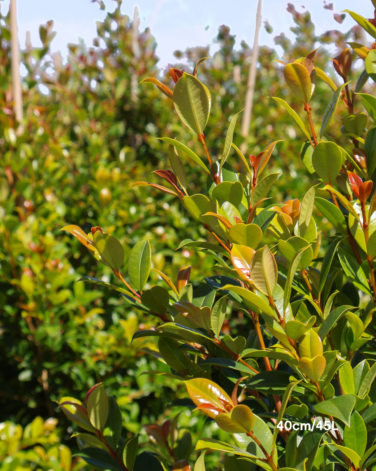 Syzygium paniculatum 'Backyard Bliss' Lilly Pilly