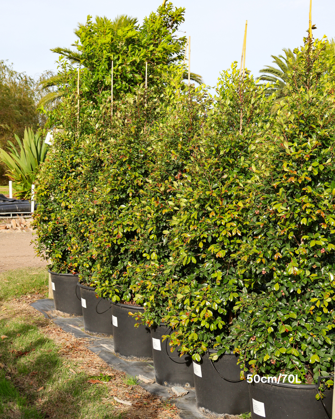 Syzygium paniculatum 'Backyard Bliss' Lilly Pilly
