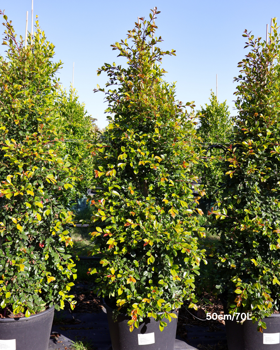Syzygium paniculatum 'Backyard Bliss' Lilly Pilly