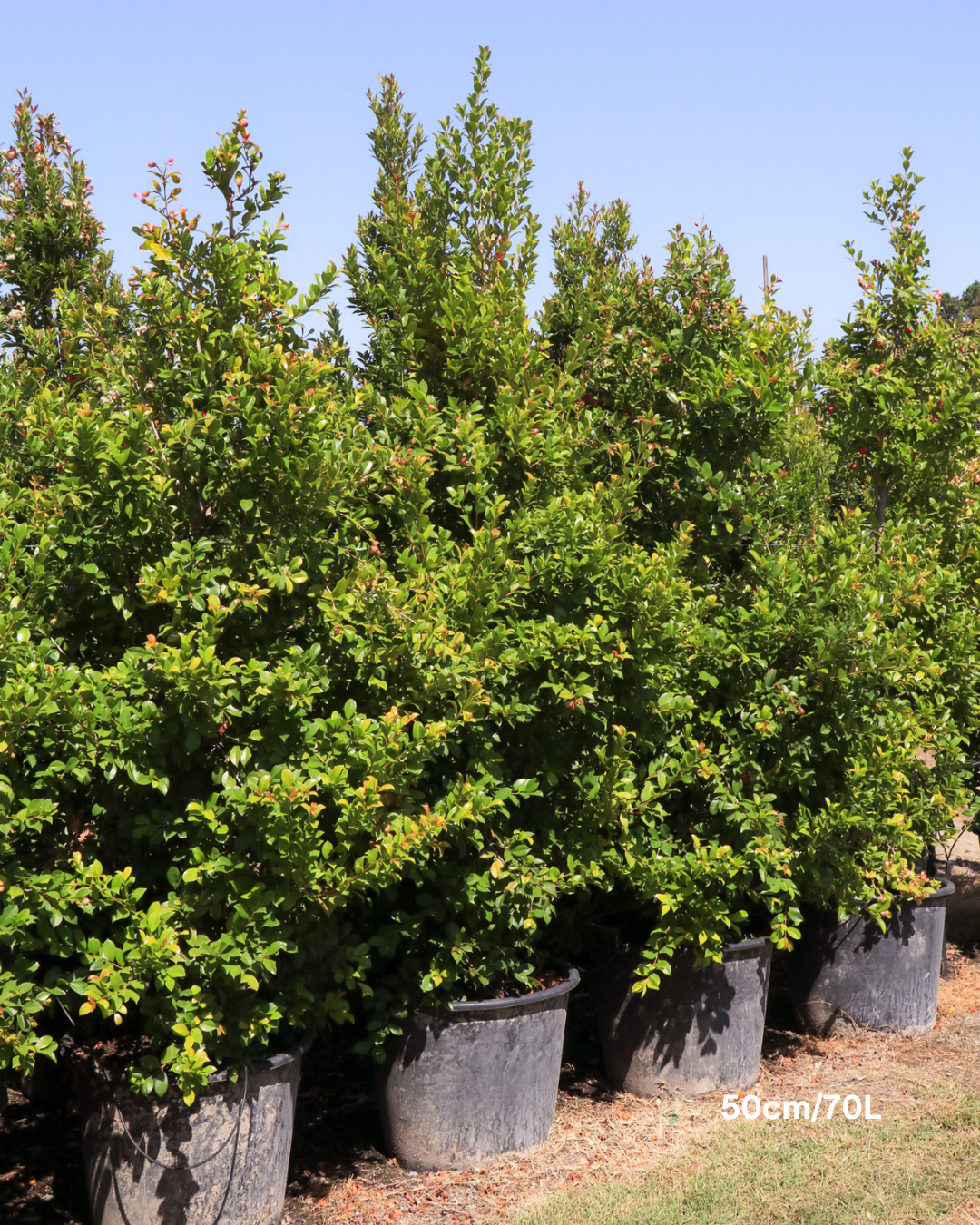 Syzygium paniculatum 'Backyard Bliss' Lilly Pilly