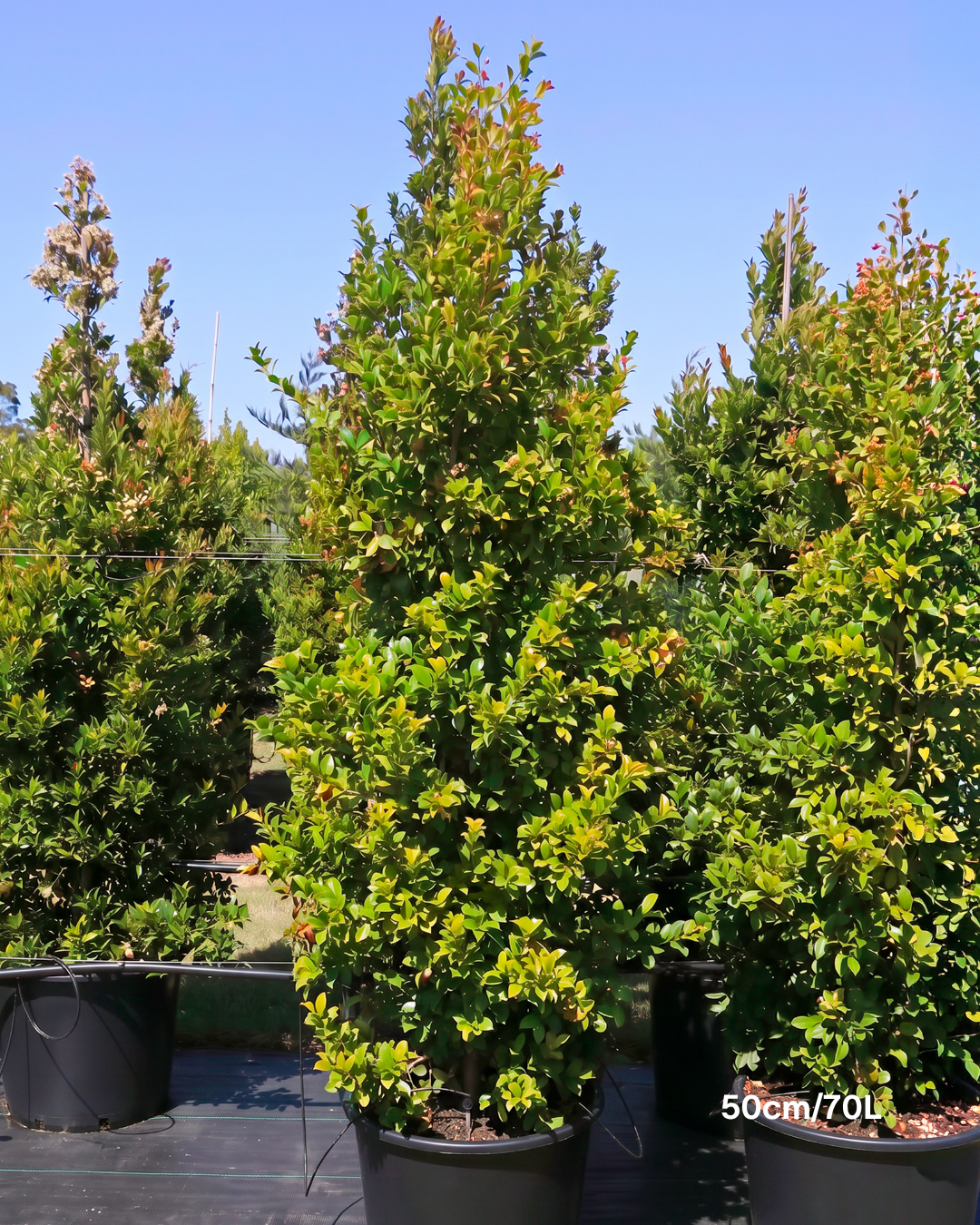 Syzygium paniculatum 'Backyard Bliss' Lilly Pilly