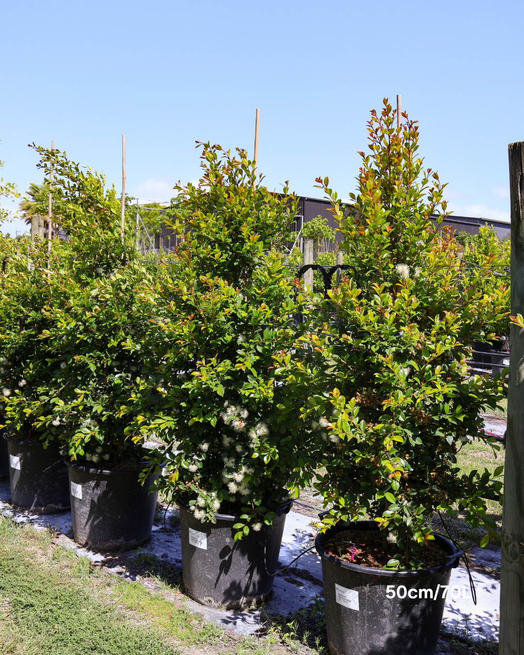 Syzygium paniculatum 'Backyard Bliss' Lilly Pilly