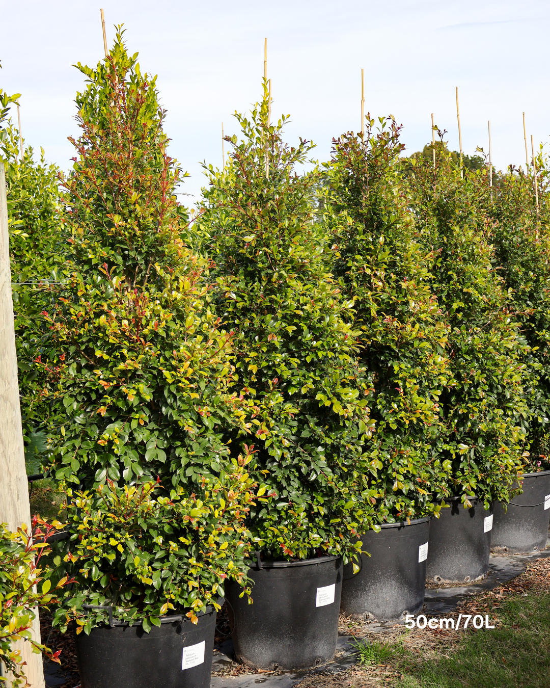 Syzygium paniculatum 'Backyard Bliss' Lilly Pilly