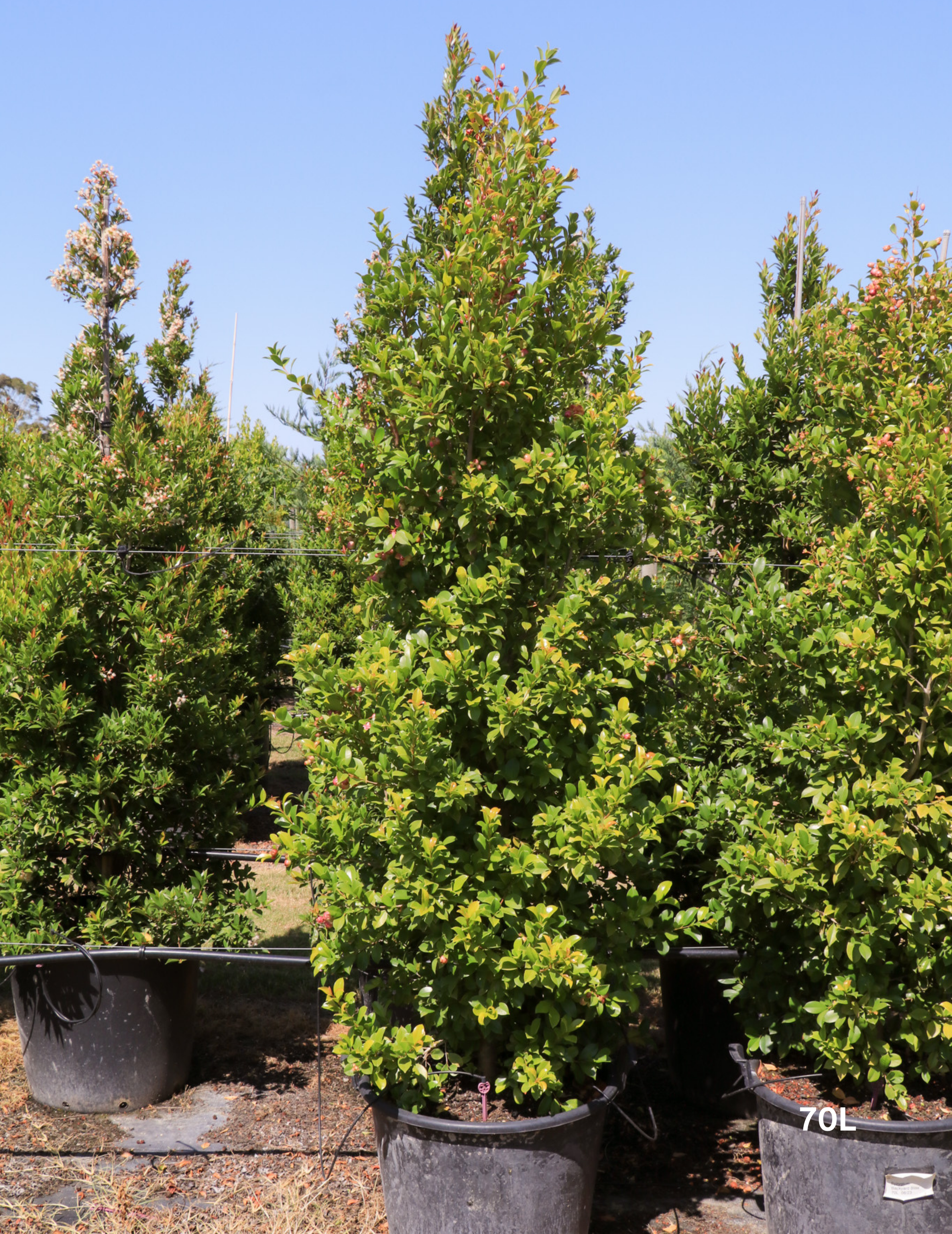 Syzygium paniculatum 'Backyard Bliss' - Lilly Pilly - Evergreen Trees Direct