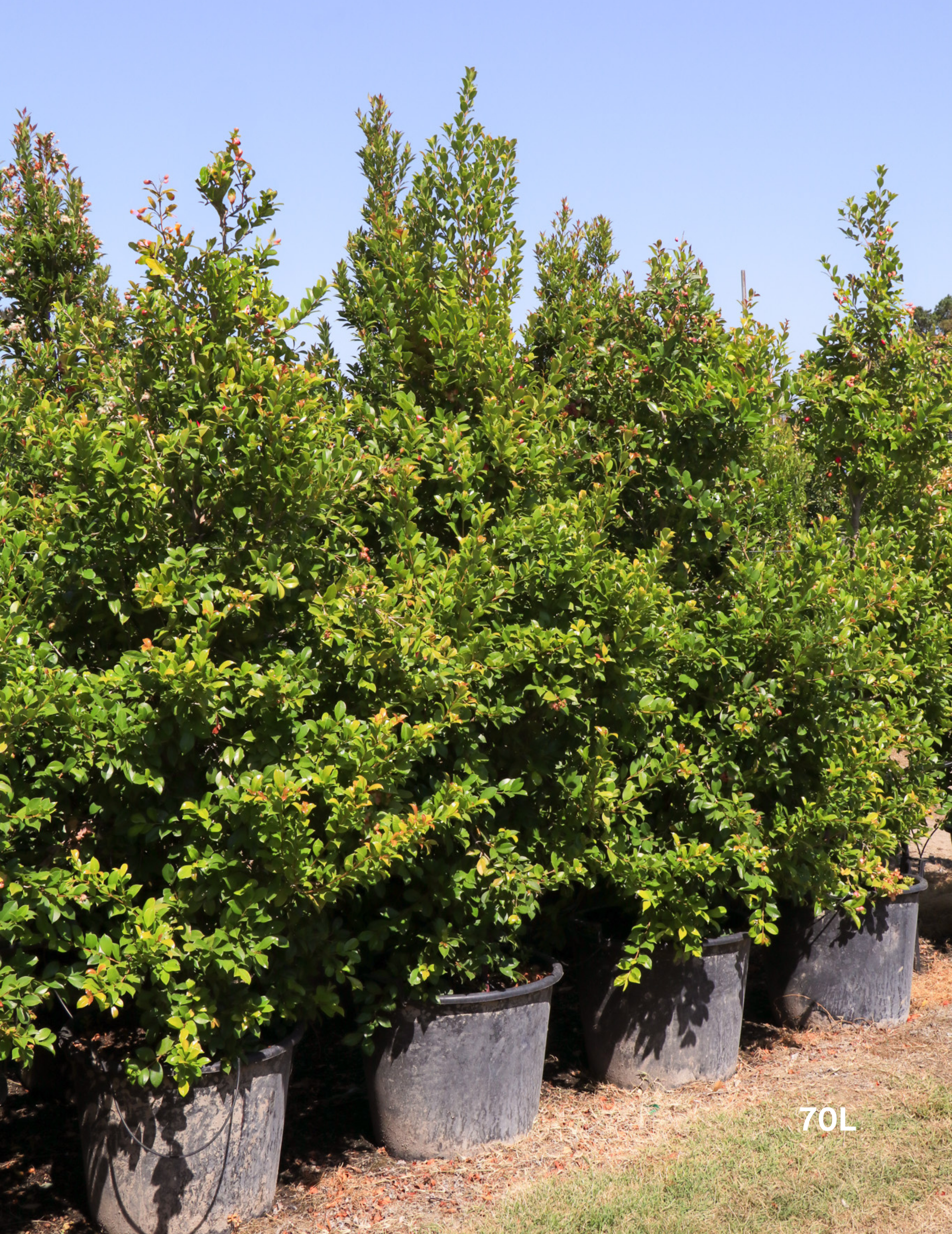 Syzygium paniculatum 'Backyard Bliss' - Lilly Pilly - Evergreen Trees Direct