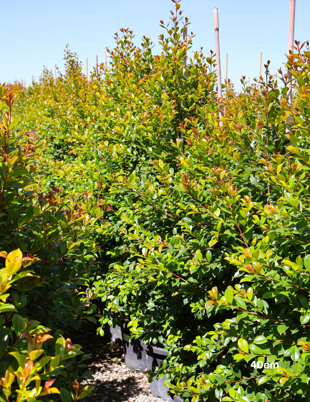 Syzygium paniculatum 'Backyard Bliss' - Lilly Pilly