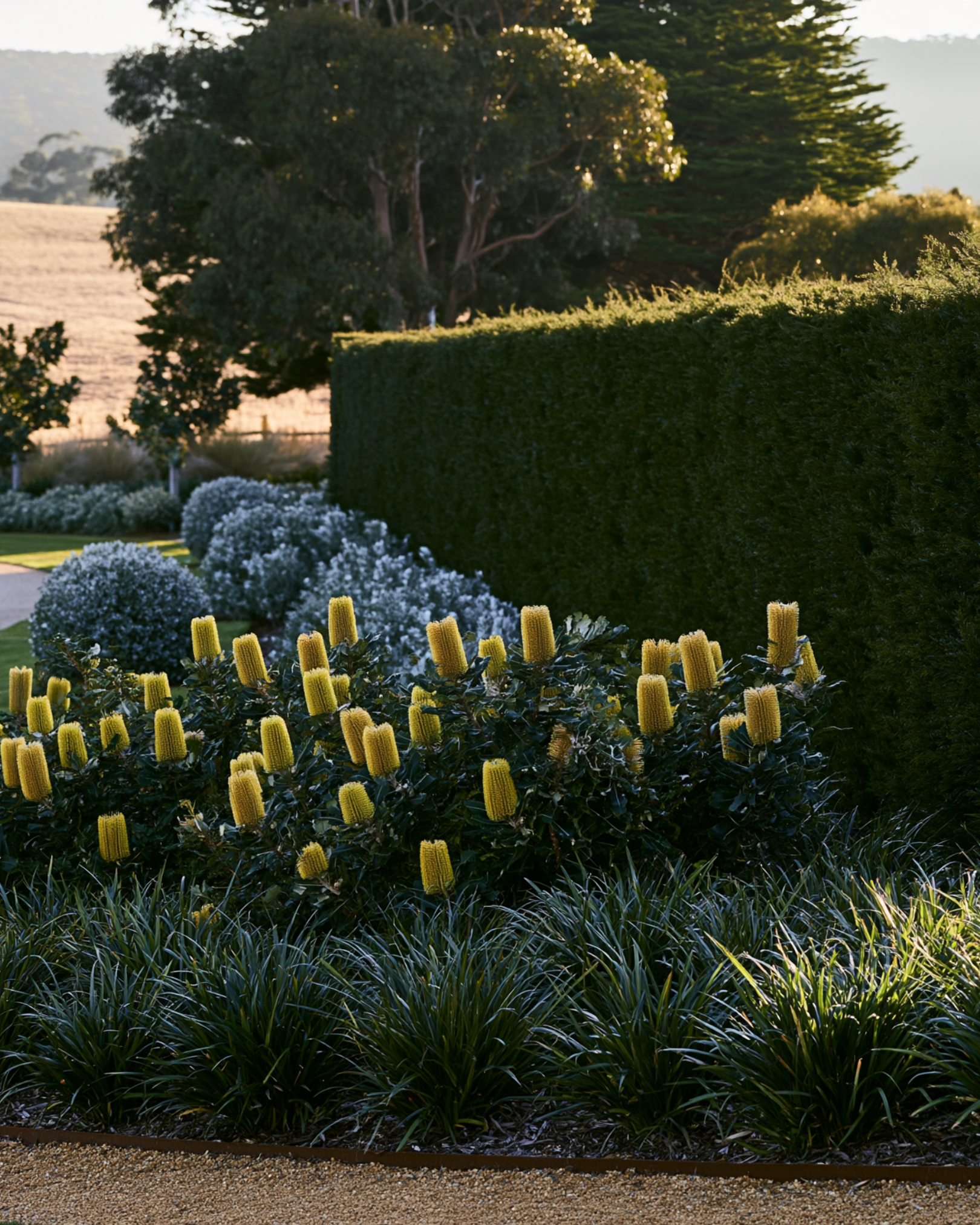Banksia spinulosa 'Birthday Candles'