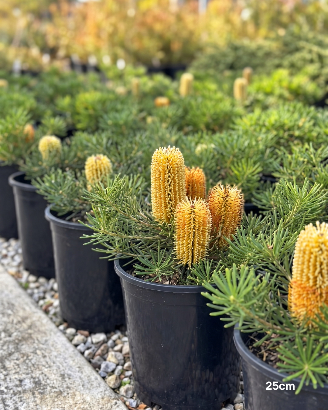 Banksia spinulosa 'Birthday Candles'