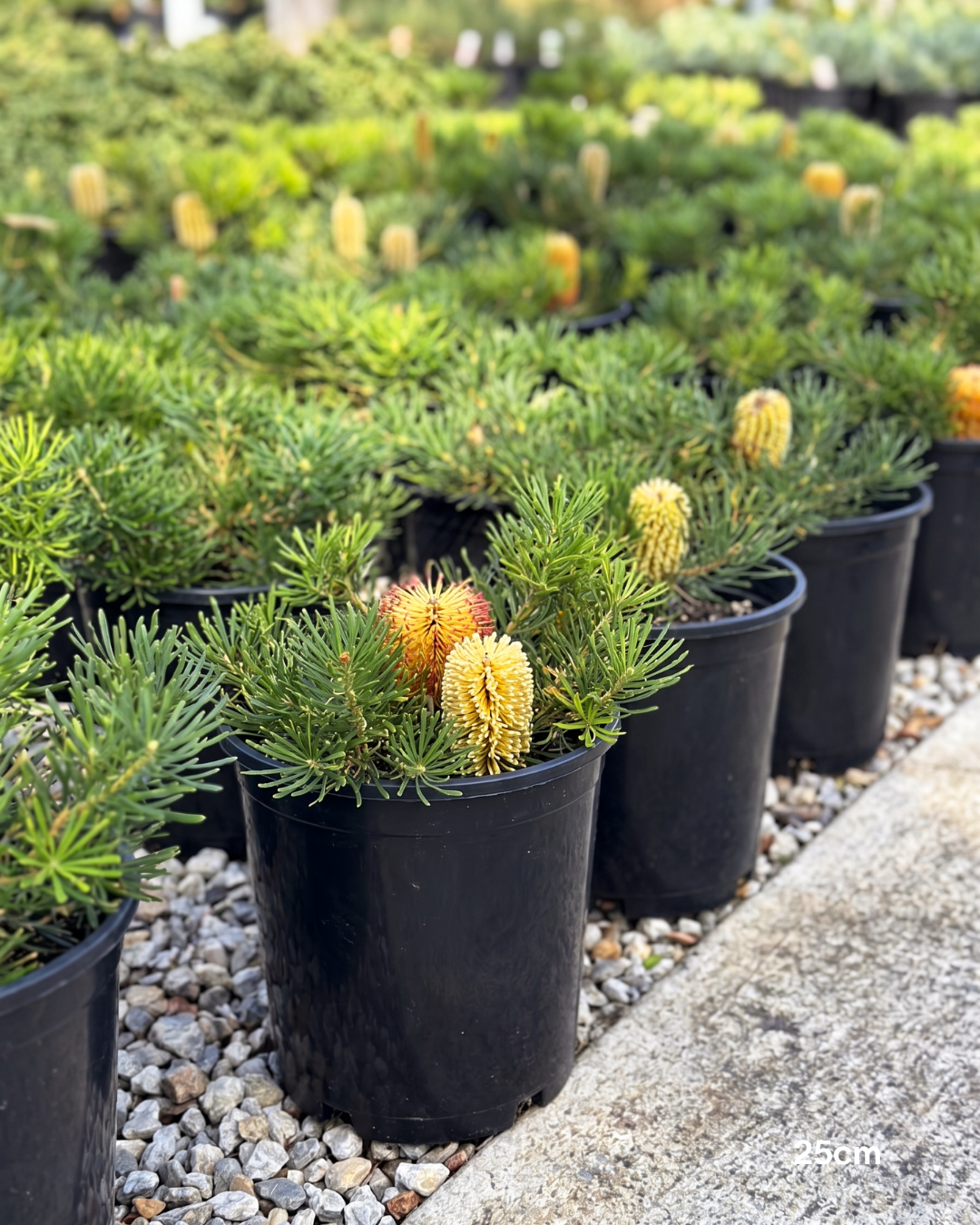Banksia spinulosa 'Birthday Candles'