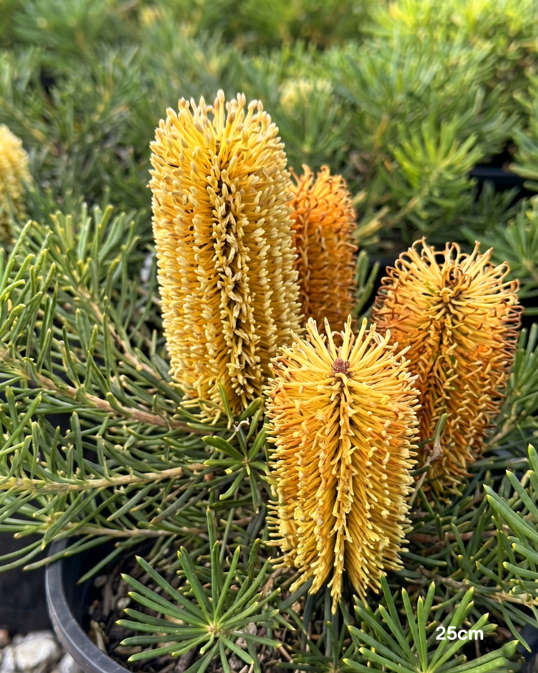 Banksia spinulosa 'Birthday Candles'