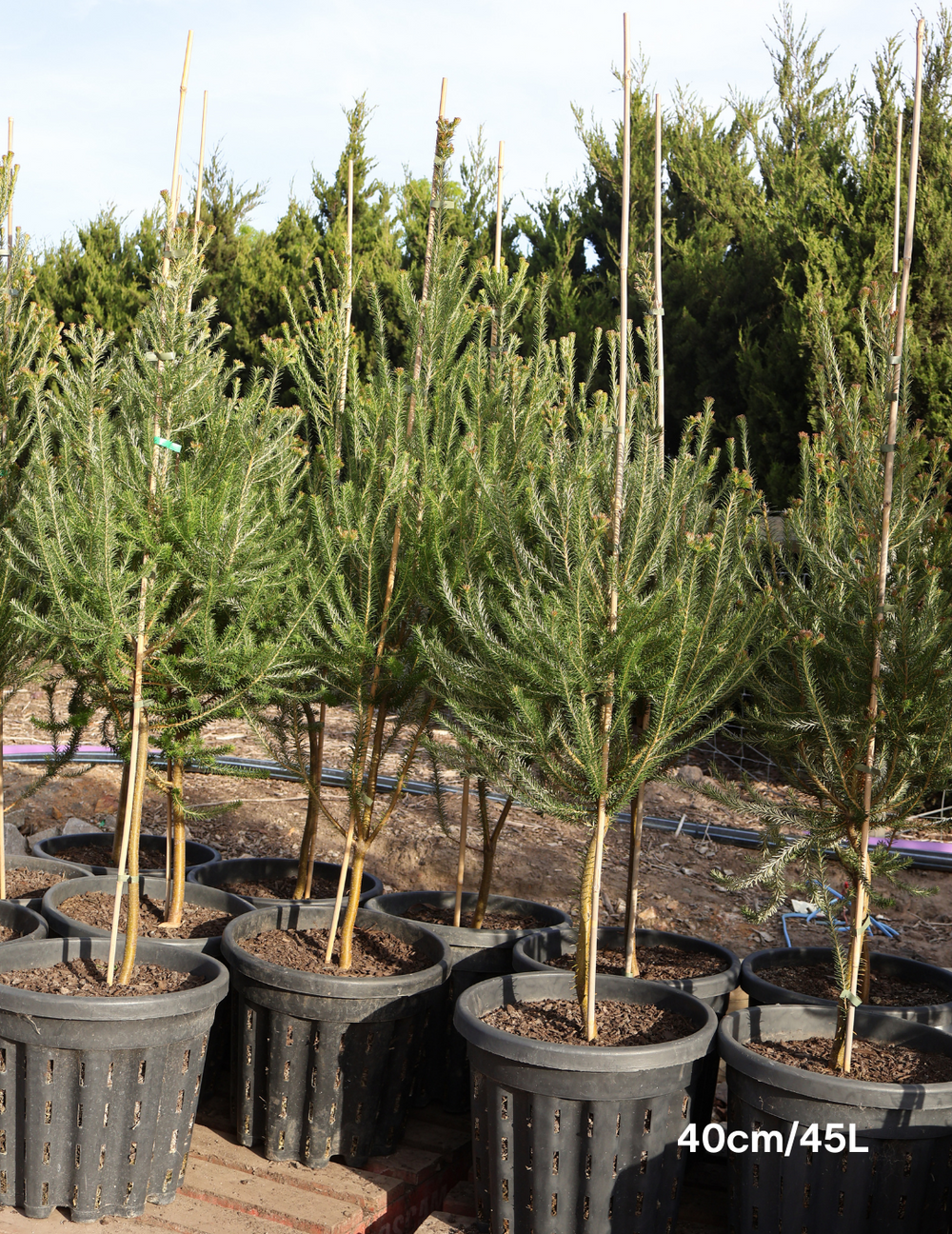 Banksia Ericafolia - Evergreen Trees Direct