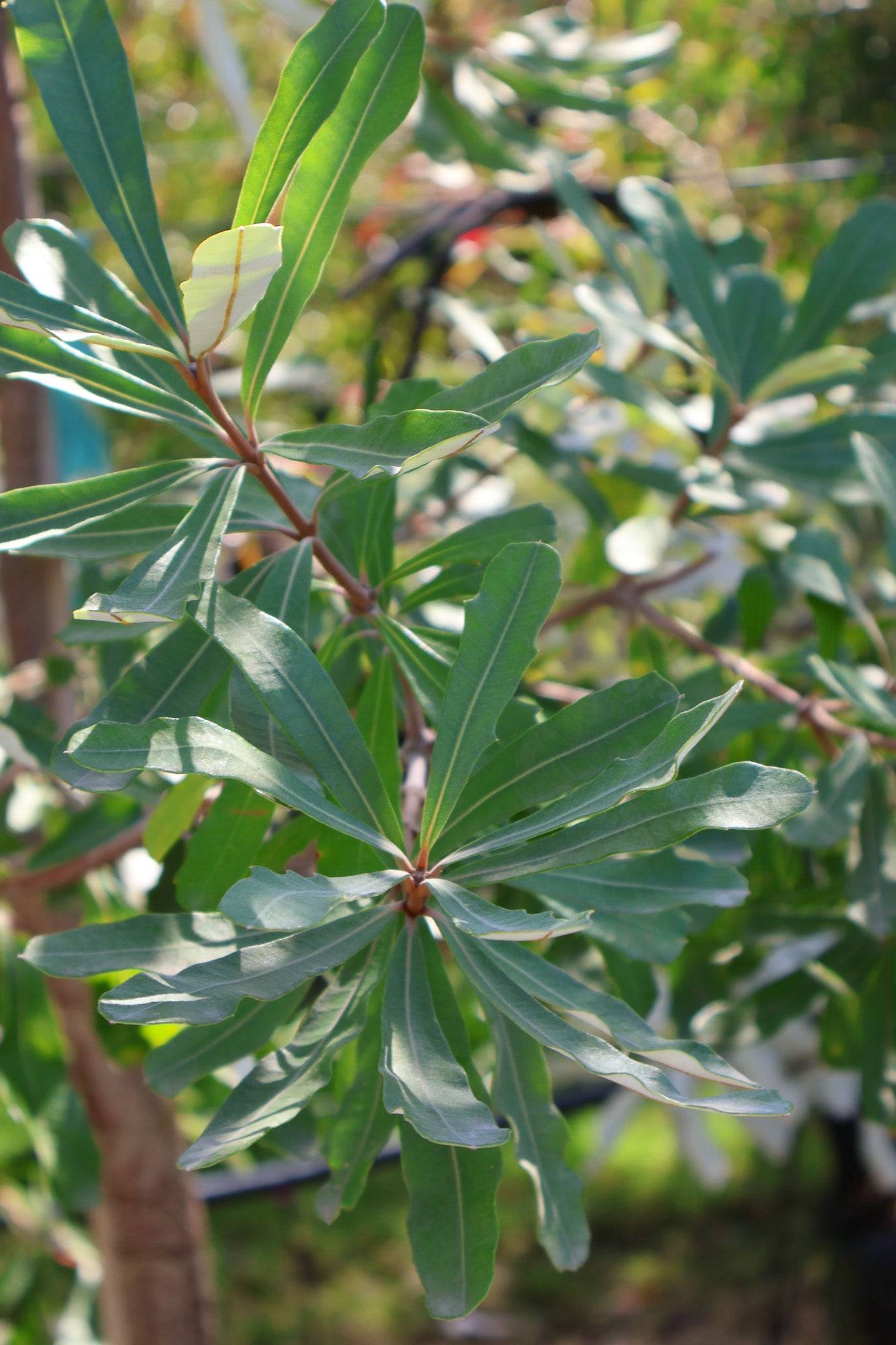 Banksia integrifolia - Evergreen Trees Direct