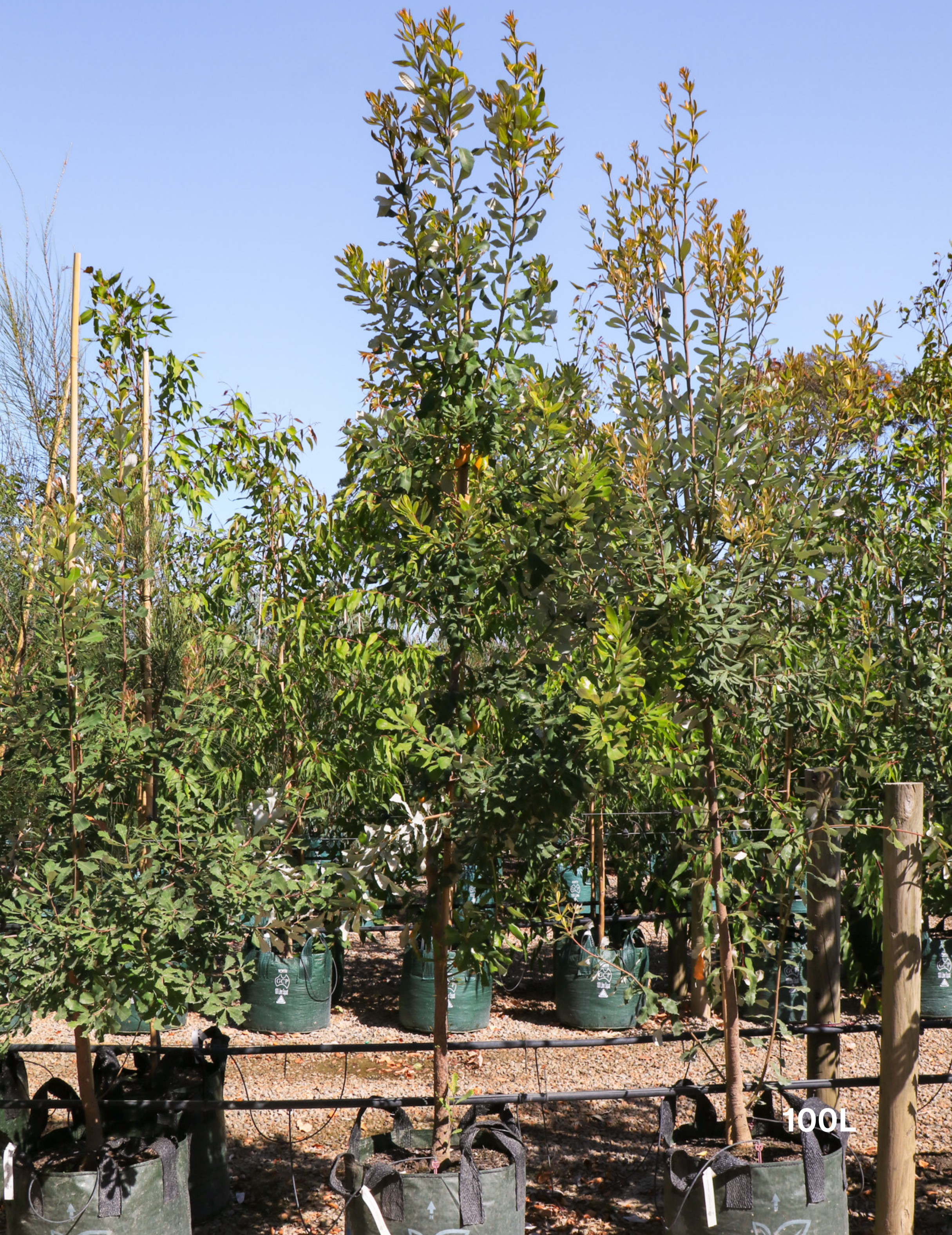 Banksia integrifolia (Coast Banksia) - Evergreen Trees Direct