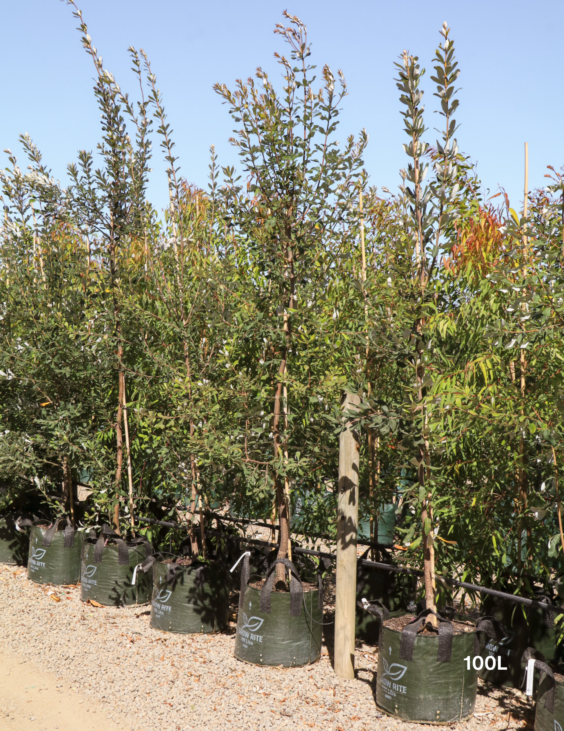 Banksia integrifolia (Coast Banksia) - Evergreen Trees Direct