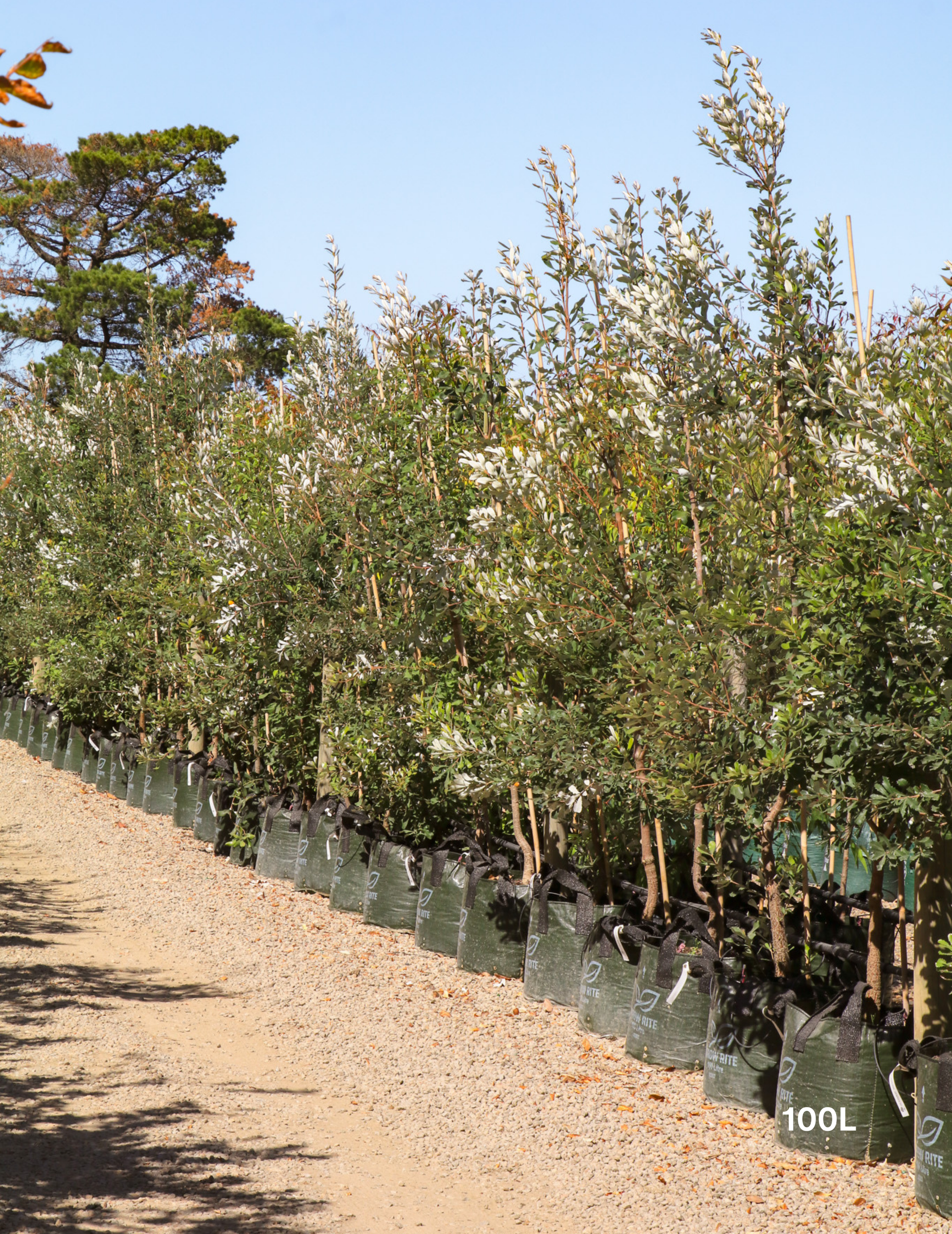 Banksia integrifolia (Coast Banksia) - Evergreen Trees Direct