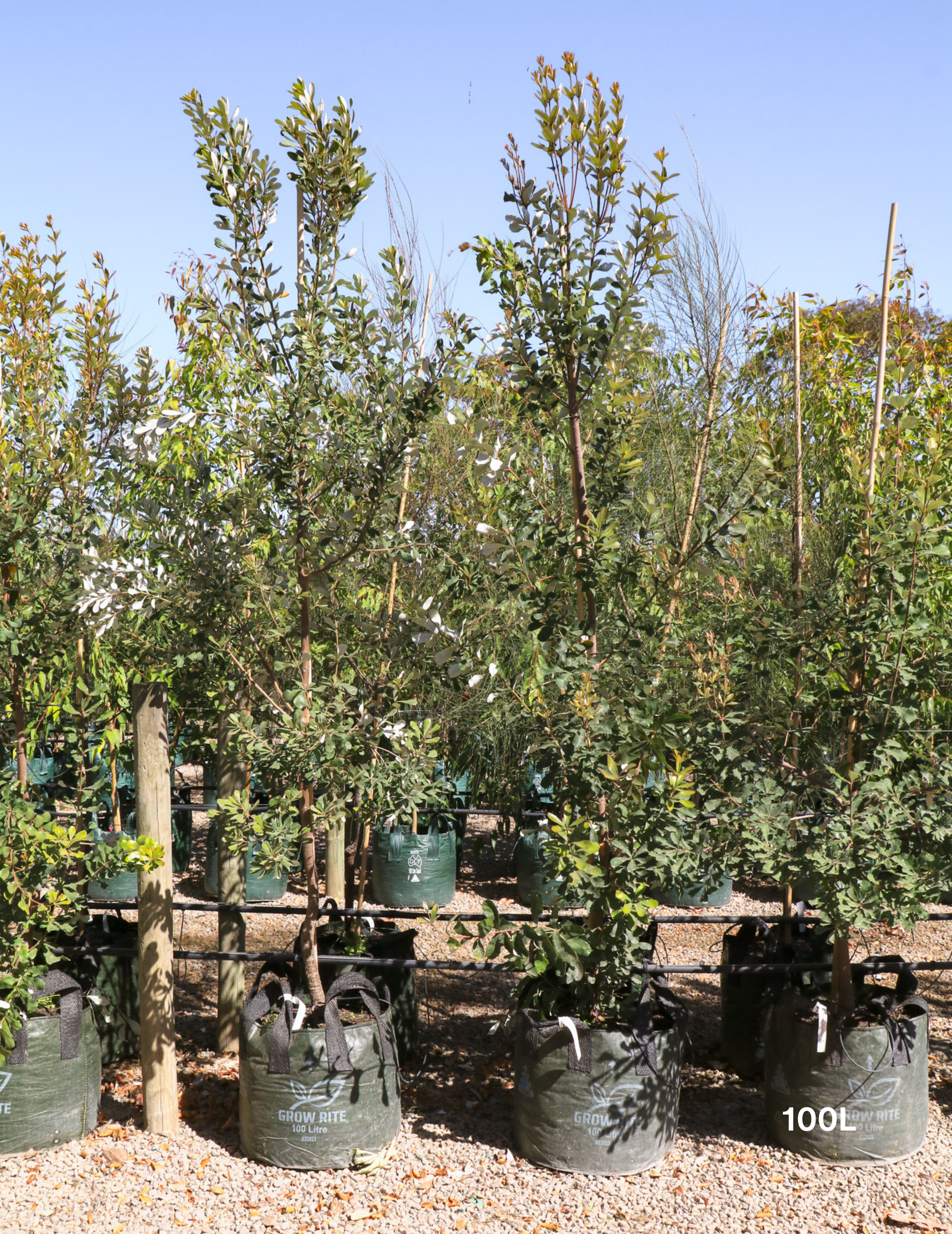 Banksia integrifolia (Coast Banksia) - Evergreen Trees Direct