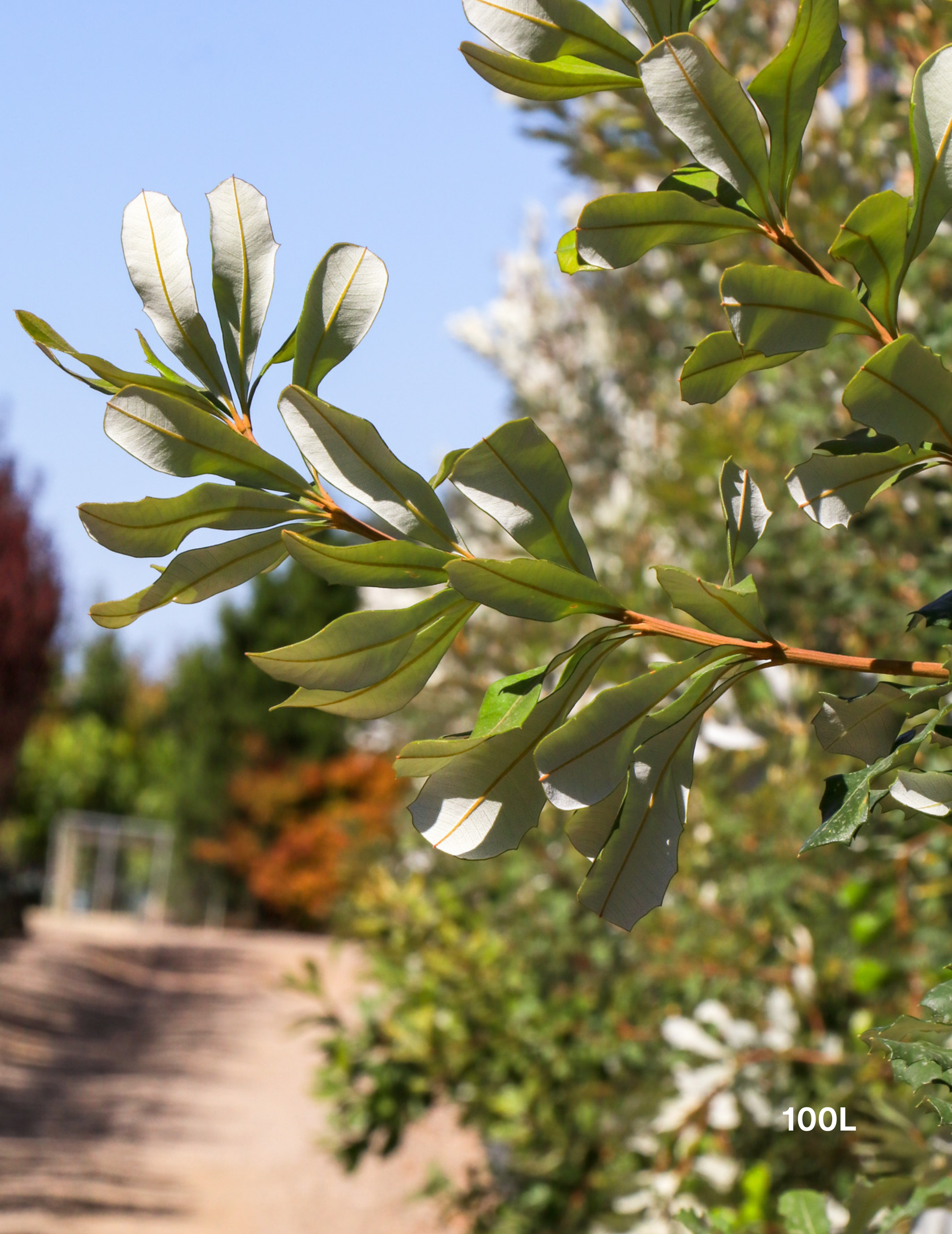 Banksia integrifolia (Coast Banksia) - Evergreen Trees Direct