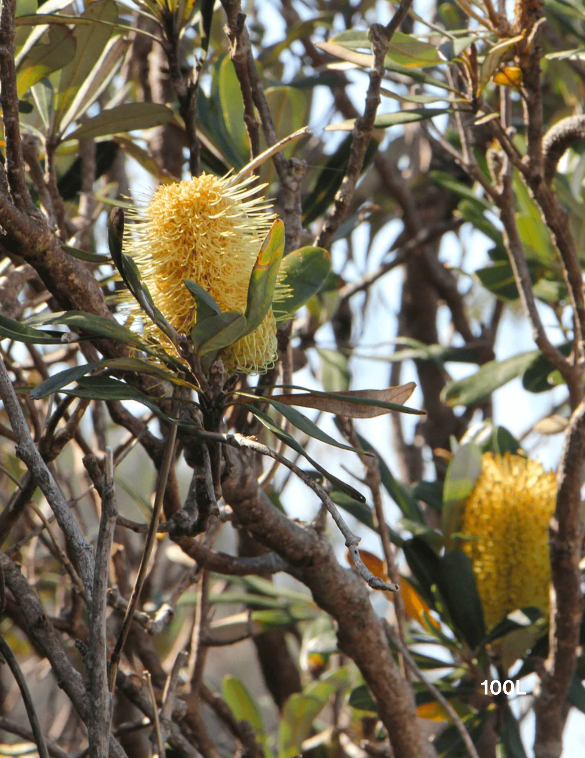 Banksia integrifolia (Coast Banksia) - Evergreen Trees Direct