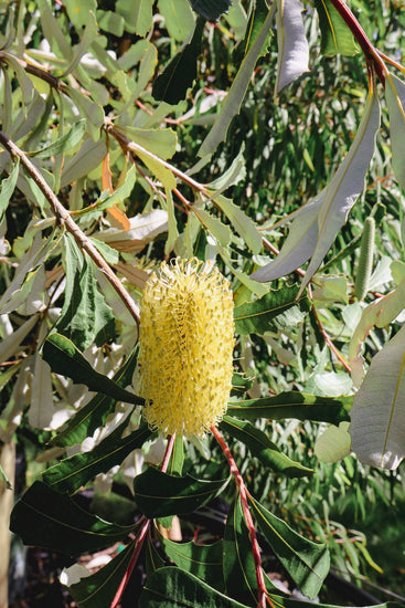 Banksia integrifolia - Evergreen Trees Direct