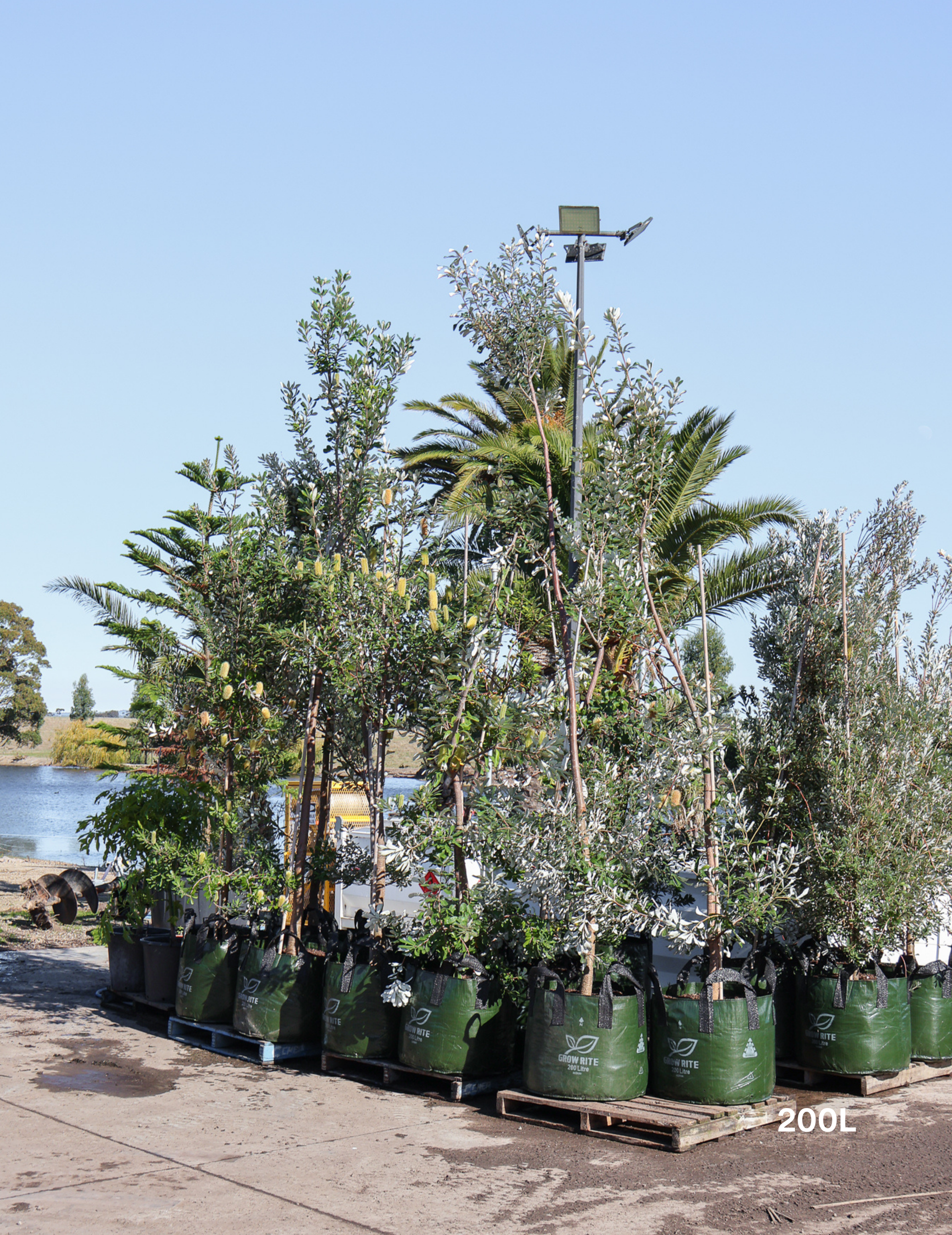 Banksia integrifolia (Coast Banksia) - Evergreen Trees Direct