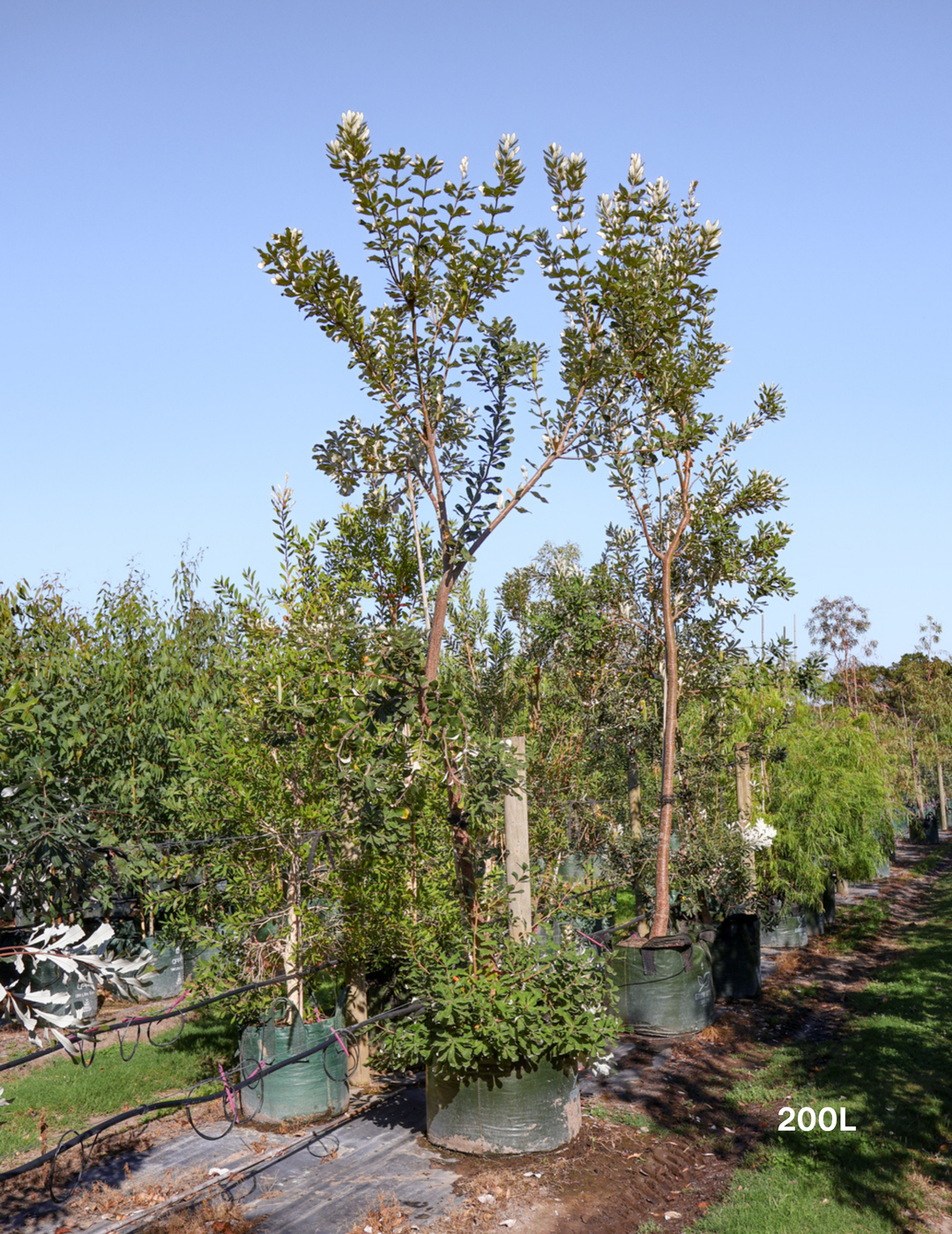 Banksia integrifolia Coast Banksia