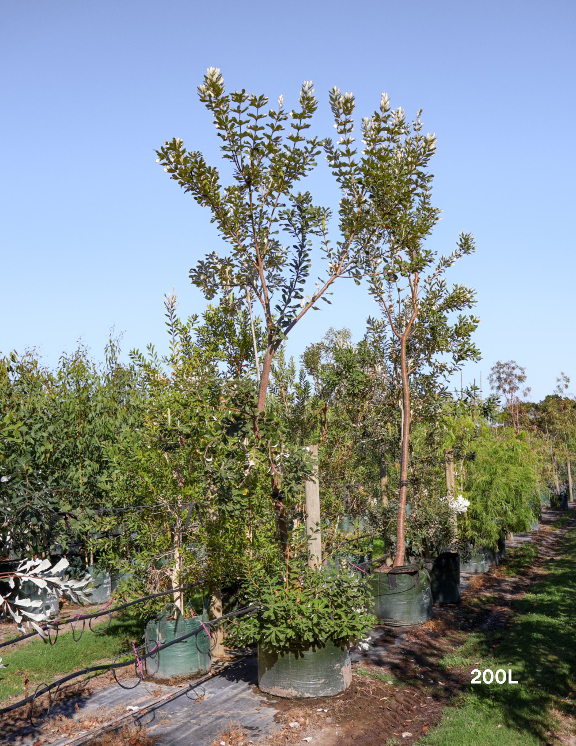 Banksia integrifolia (Coast Banksia) - Evergreen Trees Direct