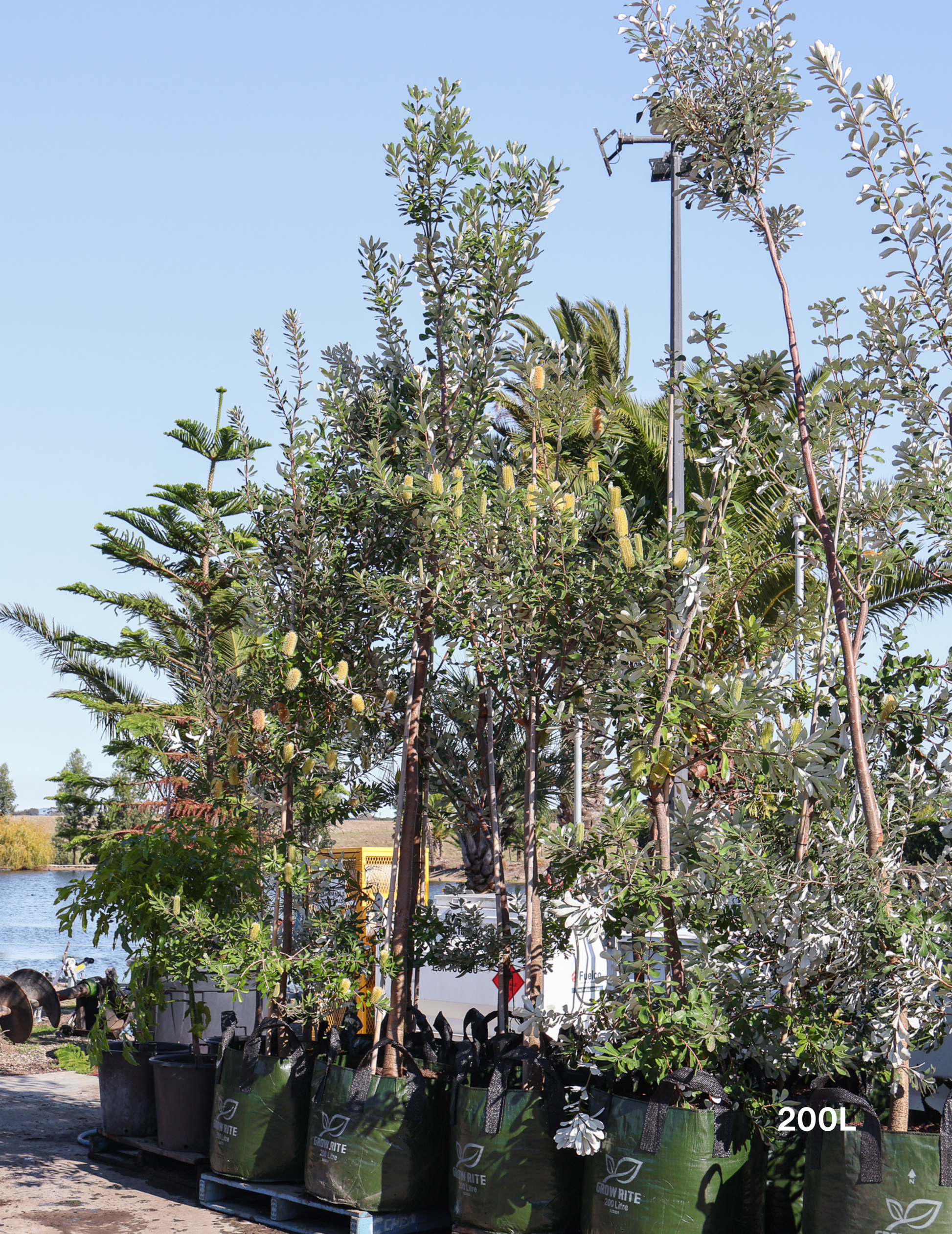 Banksia integrifolia (Coast Banksia) - Evergreen Trees Direct