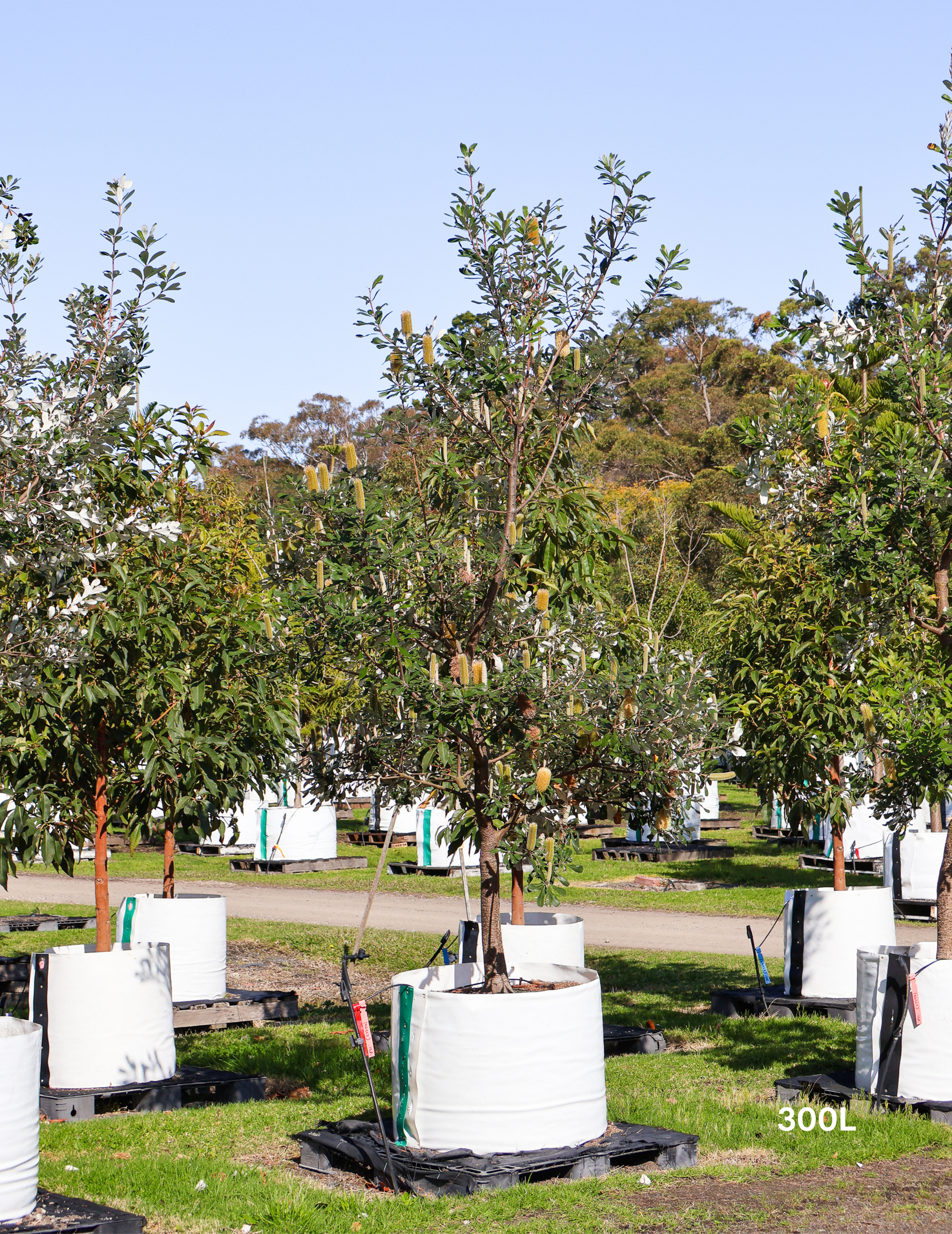 Banksia integrifolia (Coast Banksia) - Evergreen Trees Direct