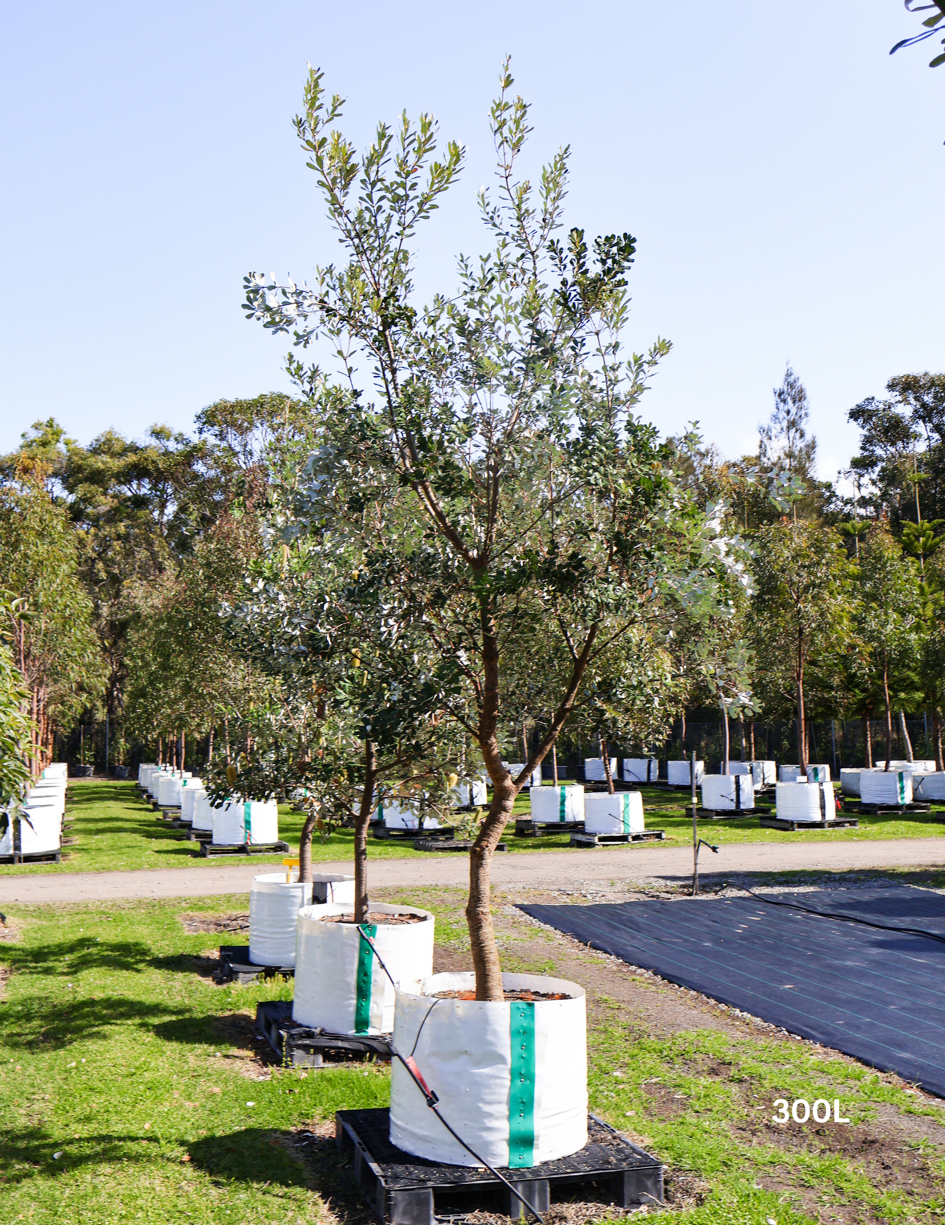 Banksia integrifolia (Coast Banksia) - Evergreen Trees Direct